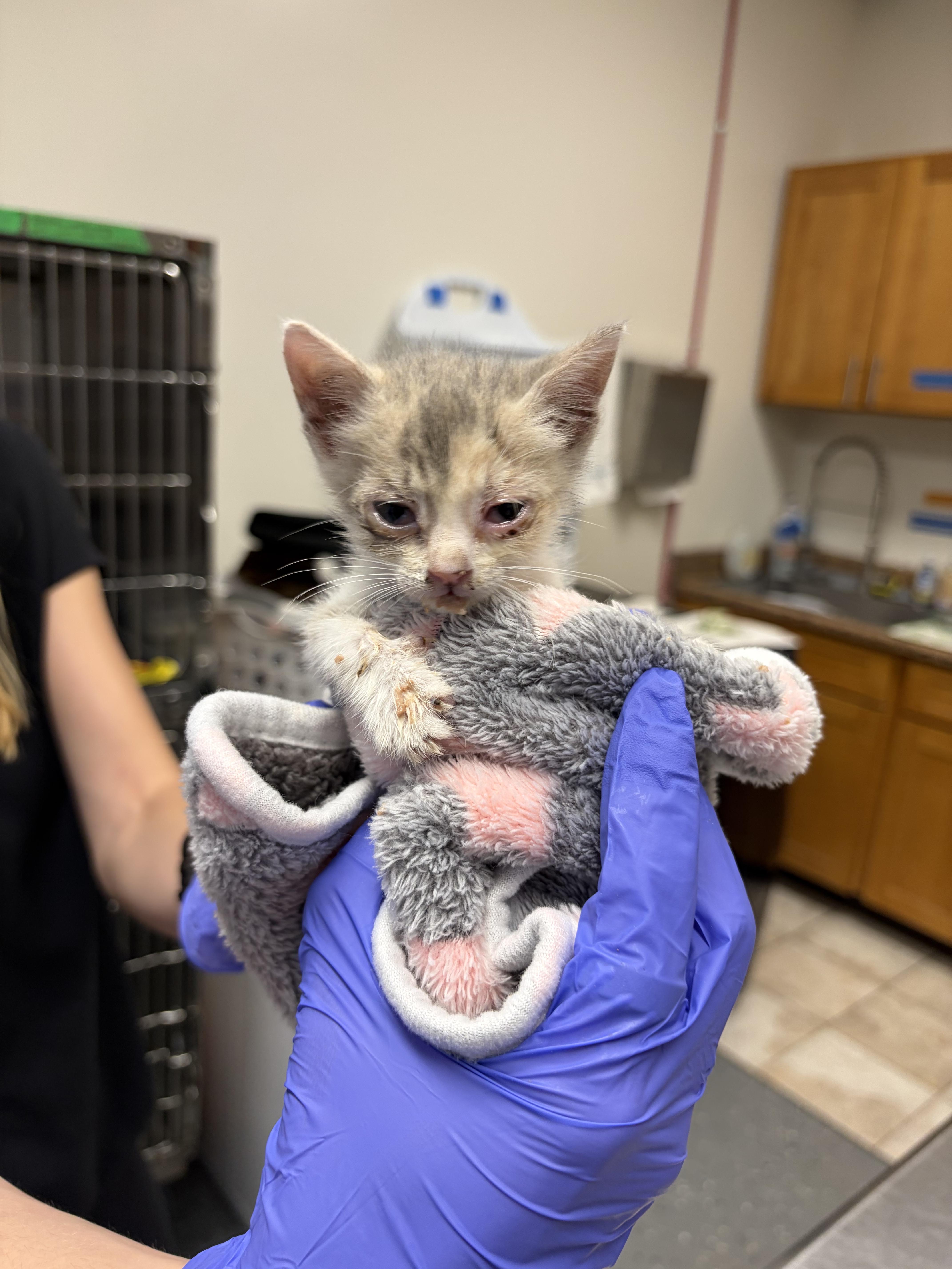 Primrose, a Adoptable Domestic Short Hair in Honolulu, HI image 1/6