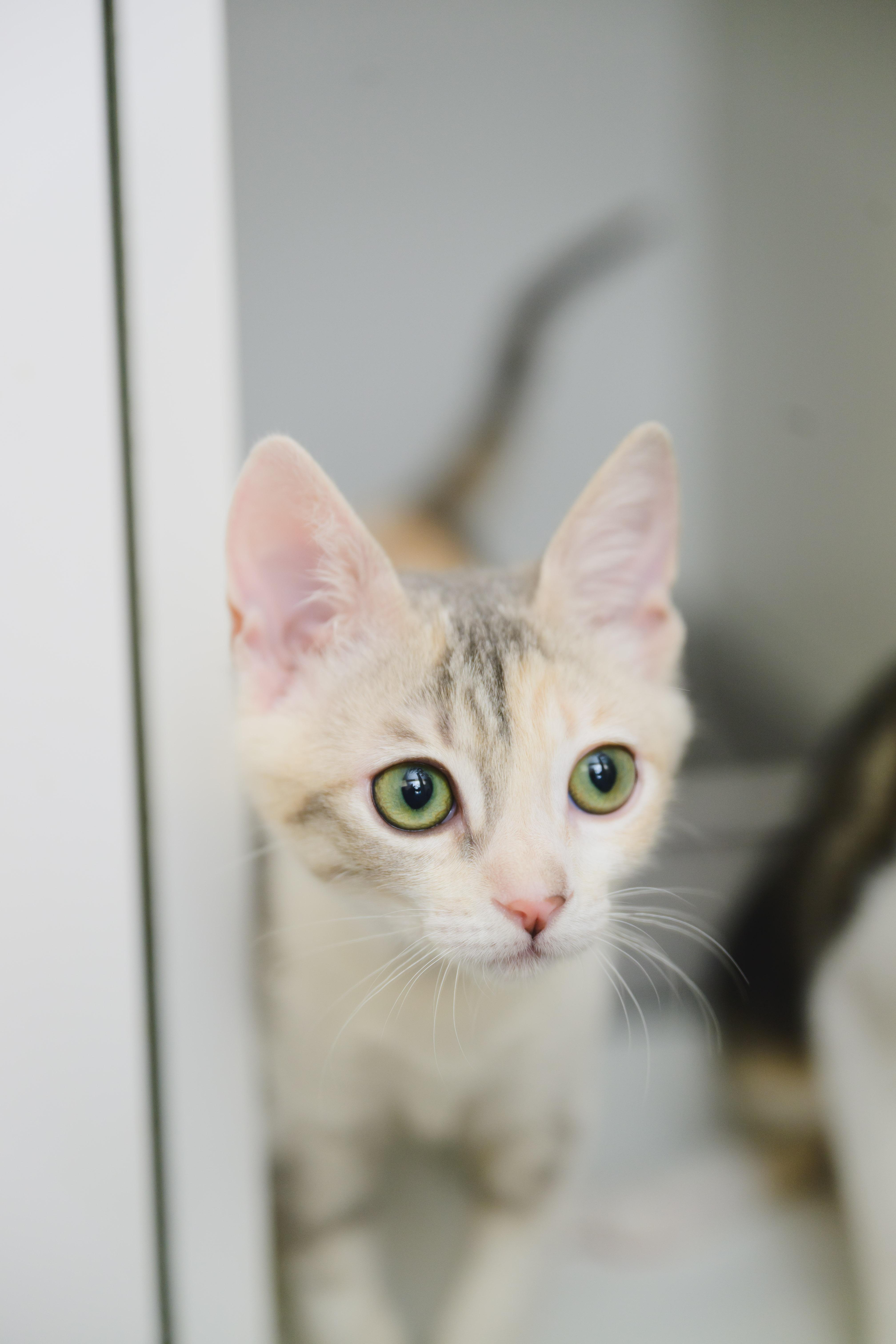 Primrose, Adoptable, Kitten Female Domestic Short Hair.