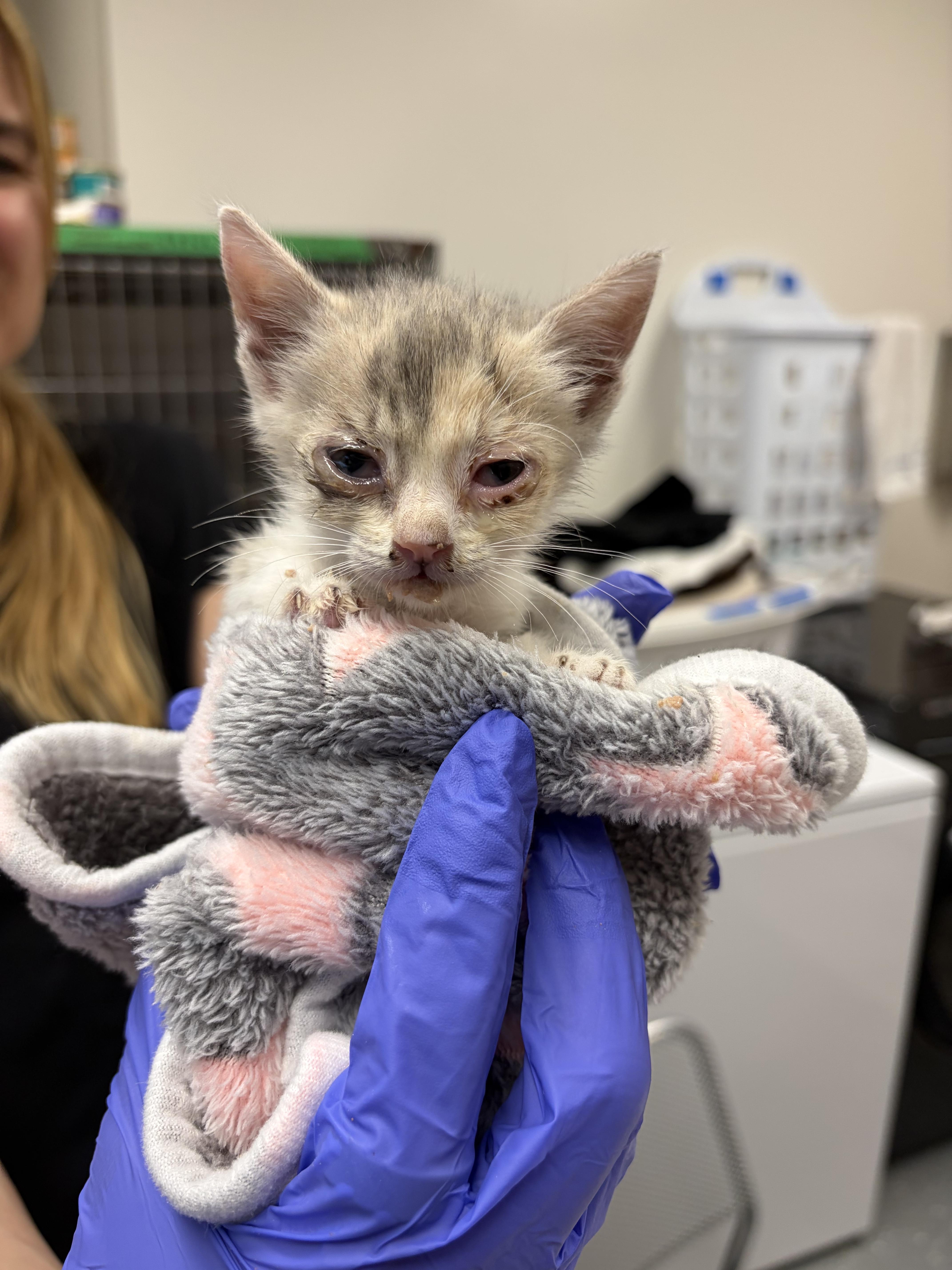 Primrose, a Adoptable Domestic Short Hair in Honolulu, HI image 2/6