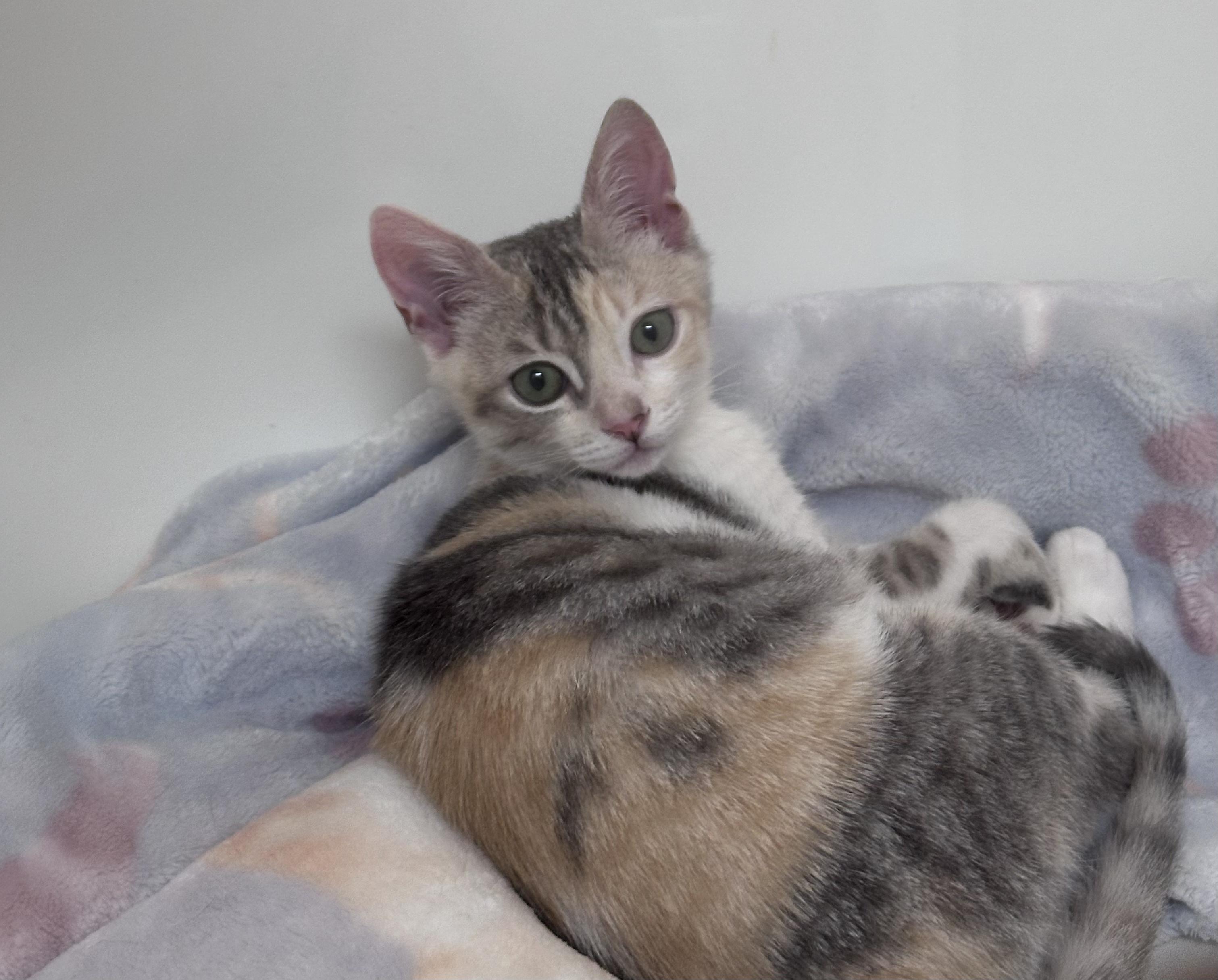 Enlarge Primrose, a Adoptable Domestic Short Hair in Honolulu, HI image 2/5
