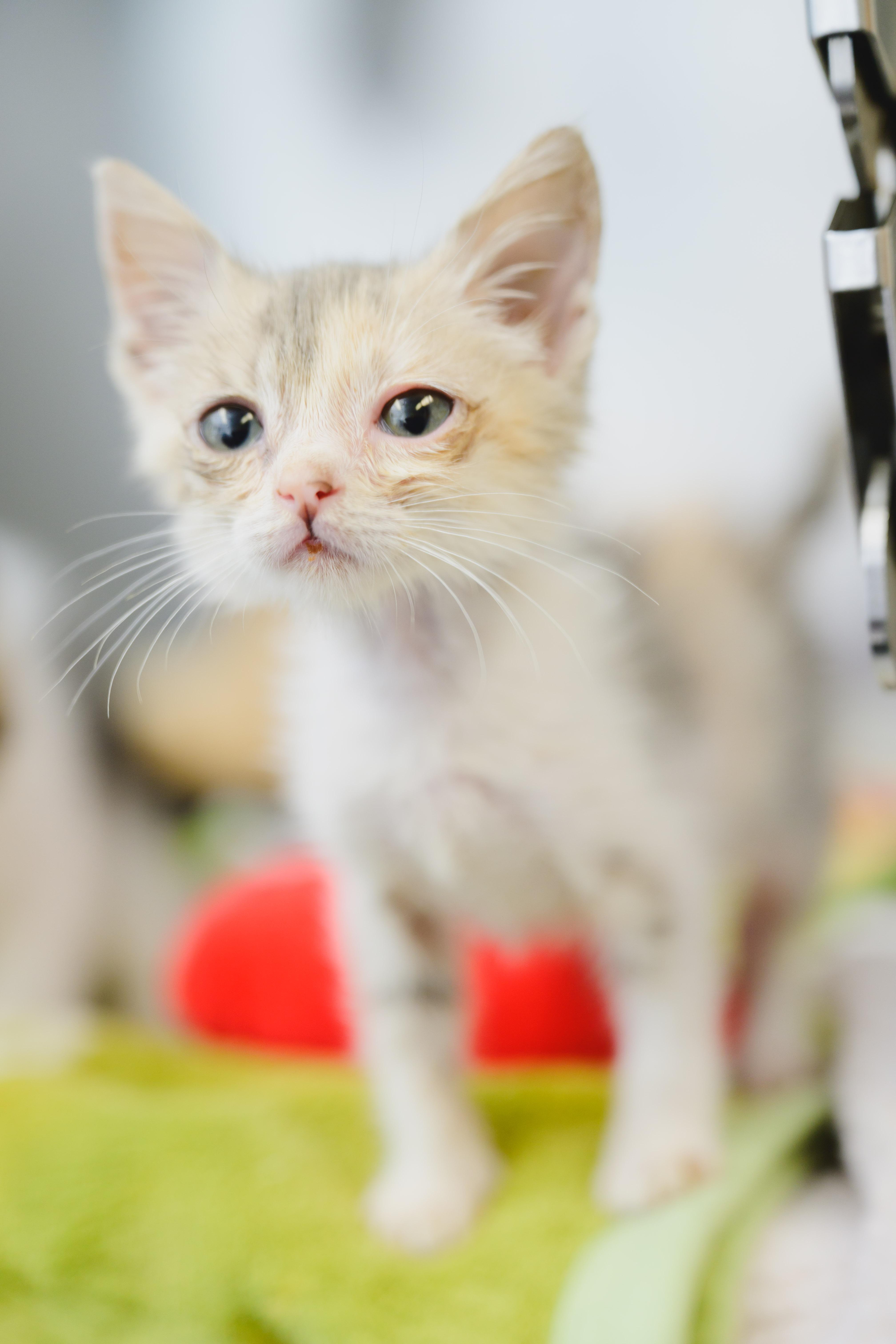 Primrose, a Adoptable Domestic Short Hair in Honolulu, HI image 3/6