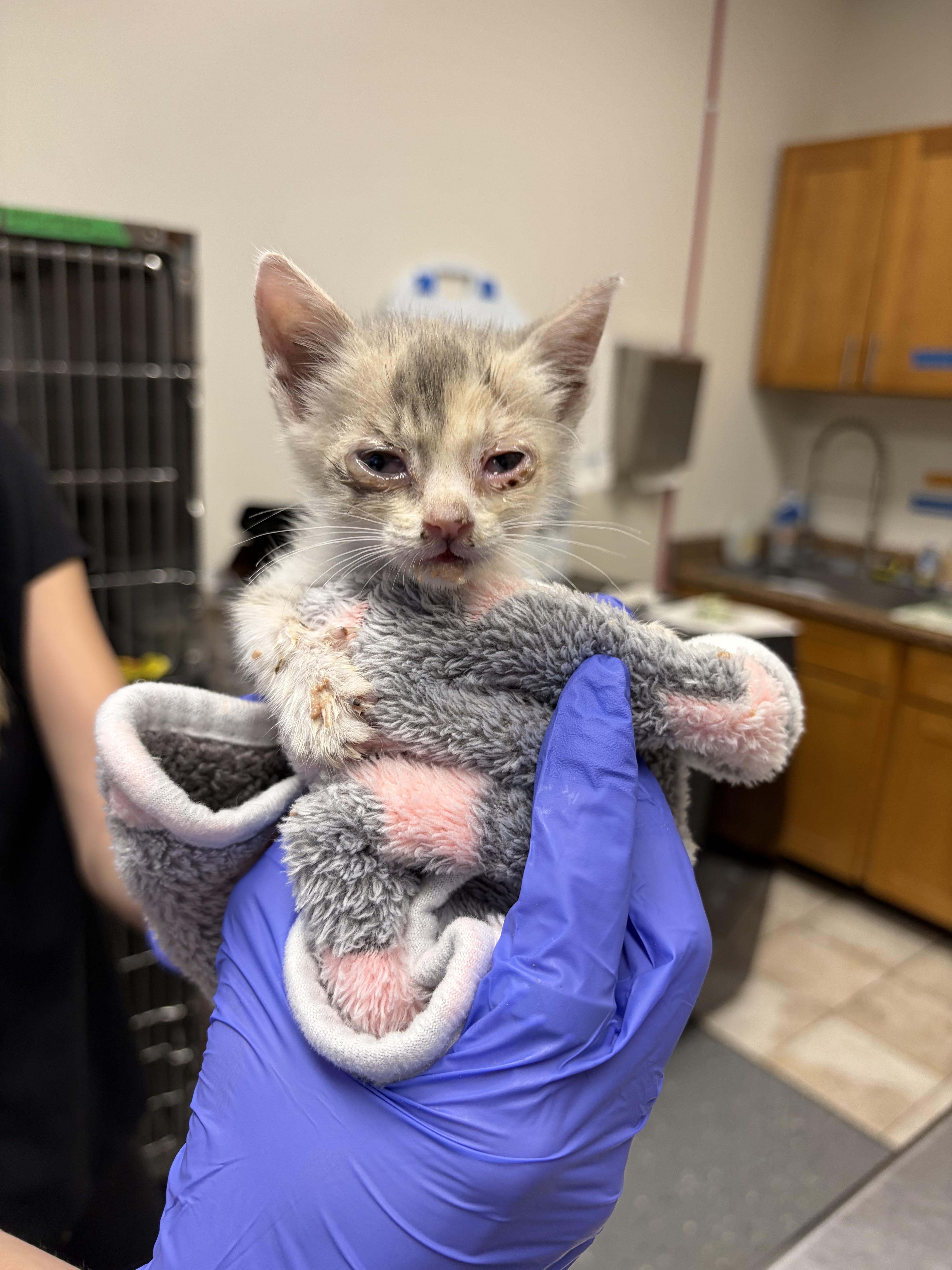 Primrose, a Adoptable Domestic Short Hair in Honolulu, HI image 4/6