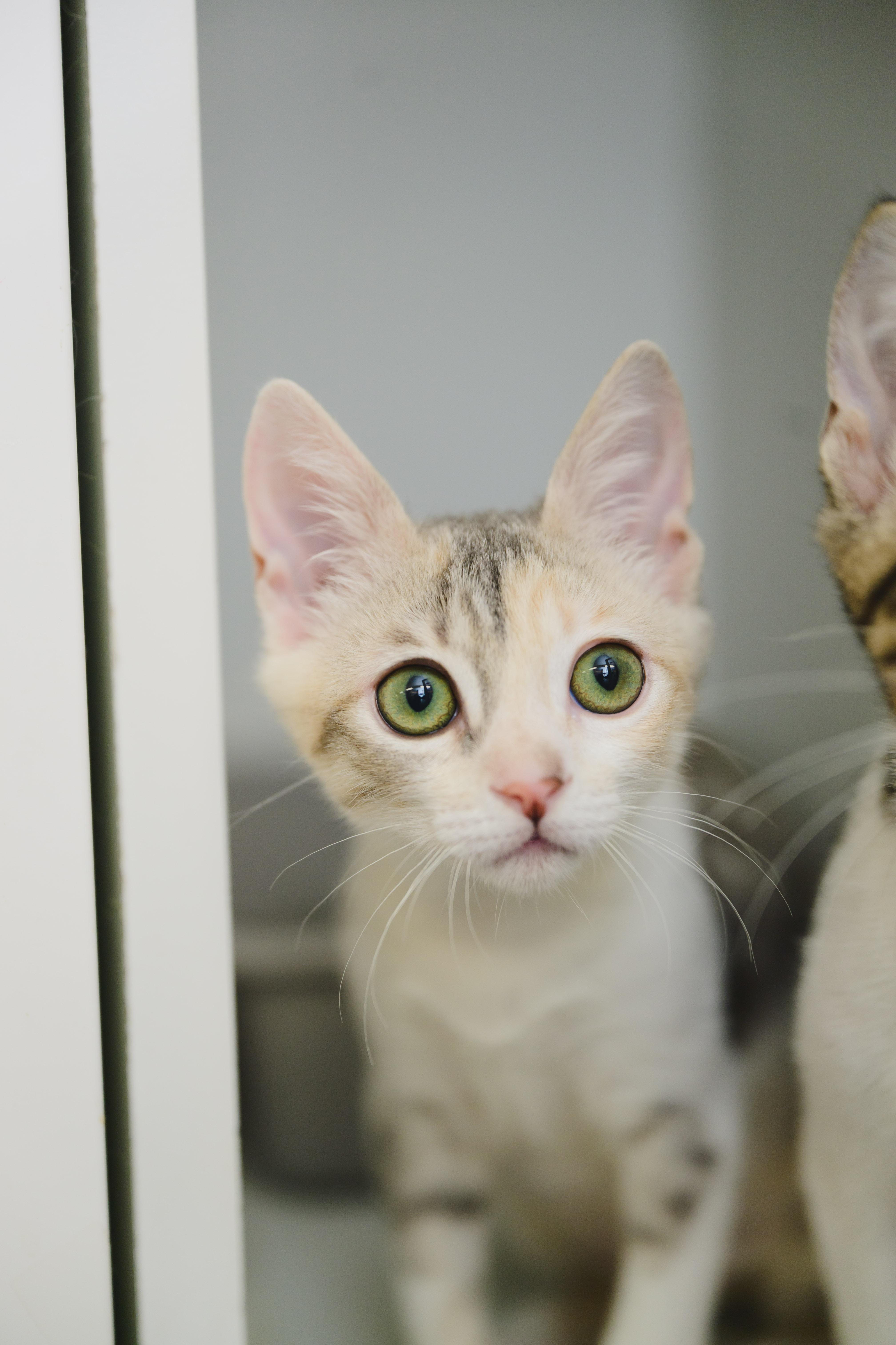 Enlarge Primrose, a Adoptable Domestic Short Hair in Honolulu, HI image 3/5