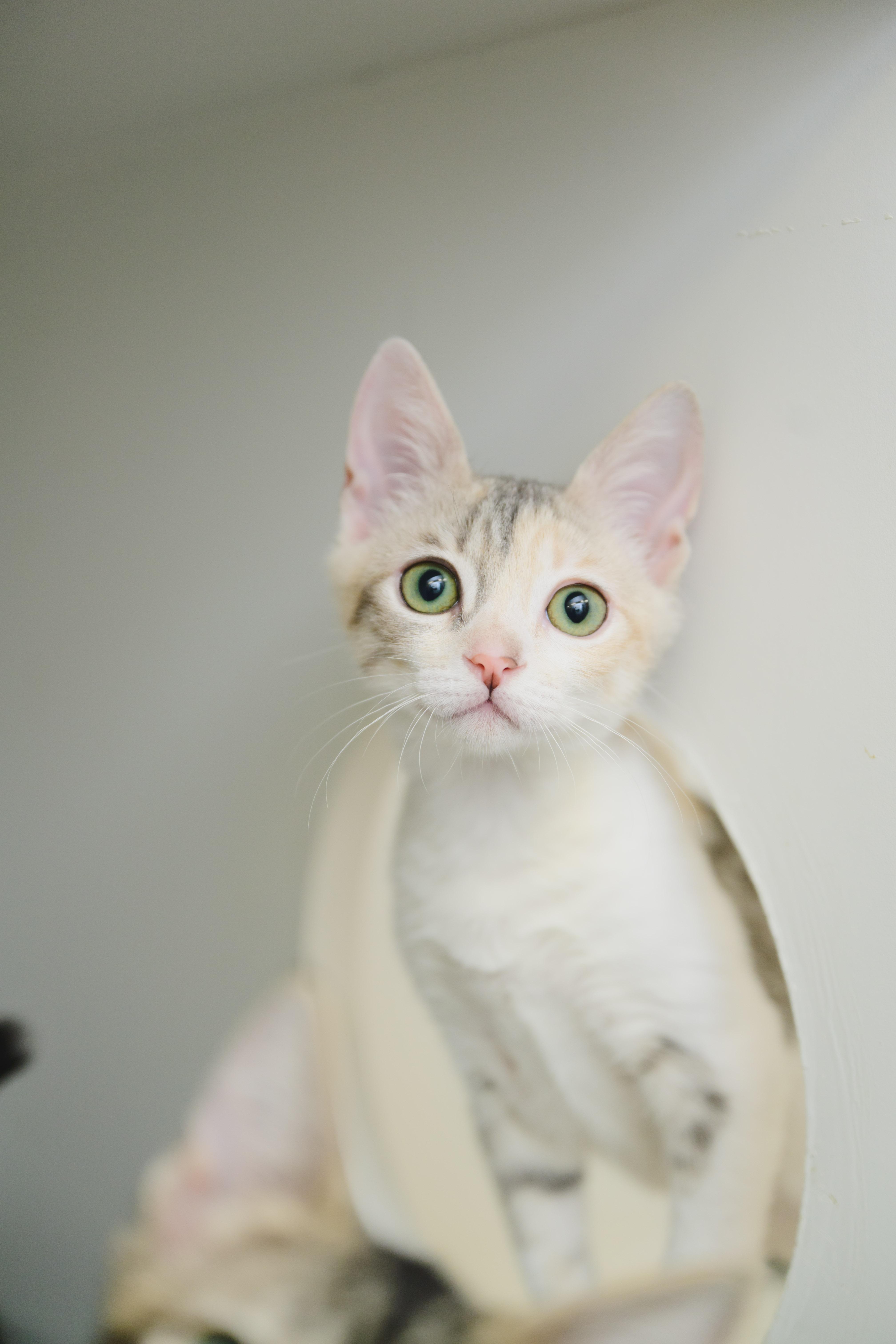 Enlarge Primrose, a Adoptable Domestic Short Hair in Honolulu, HI image 4/5