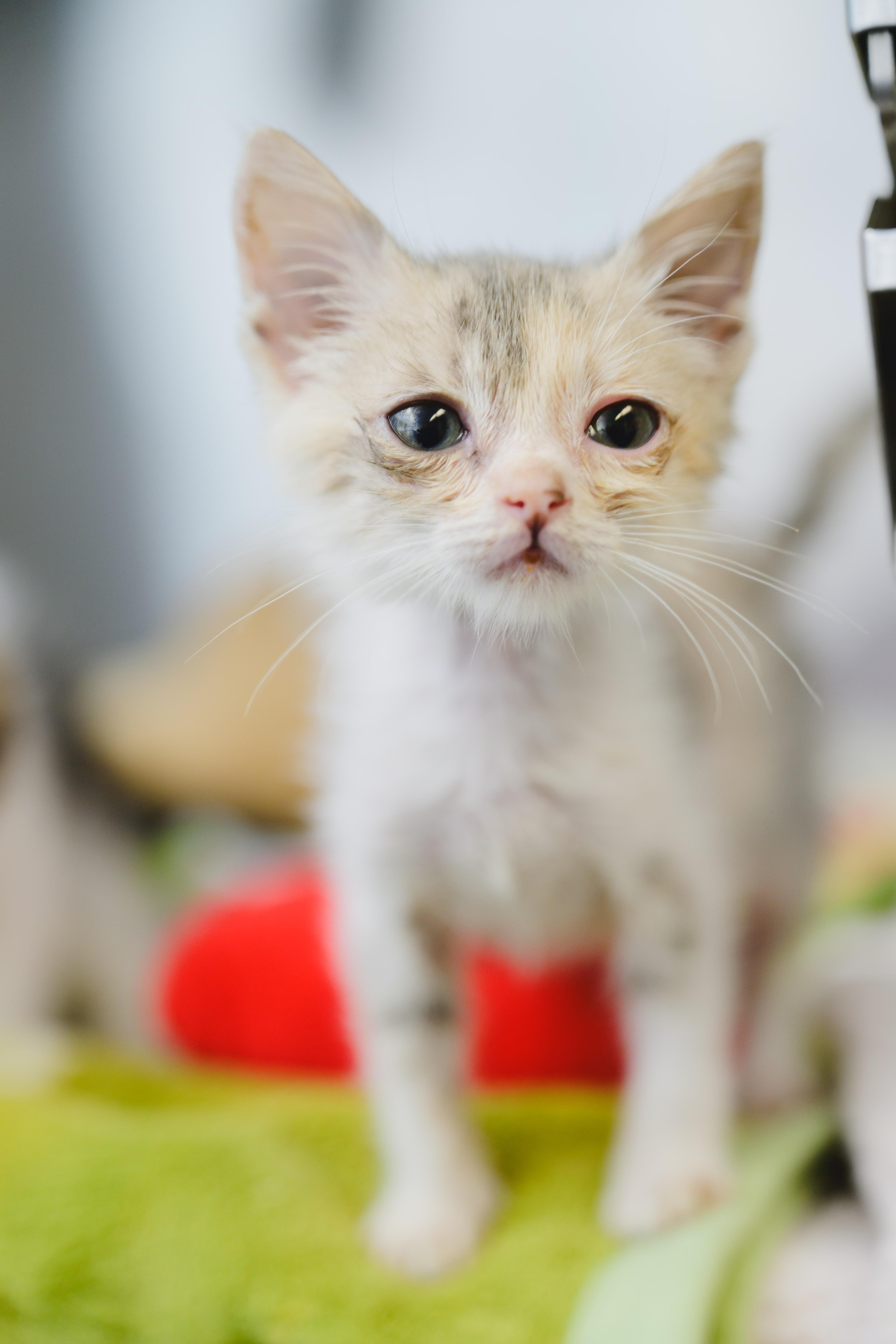 Primrose, a Adoptable Domestic Short Hair in Honolulu, HI image 5/6
