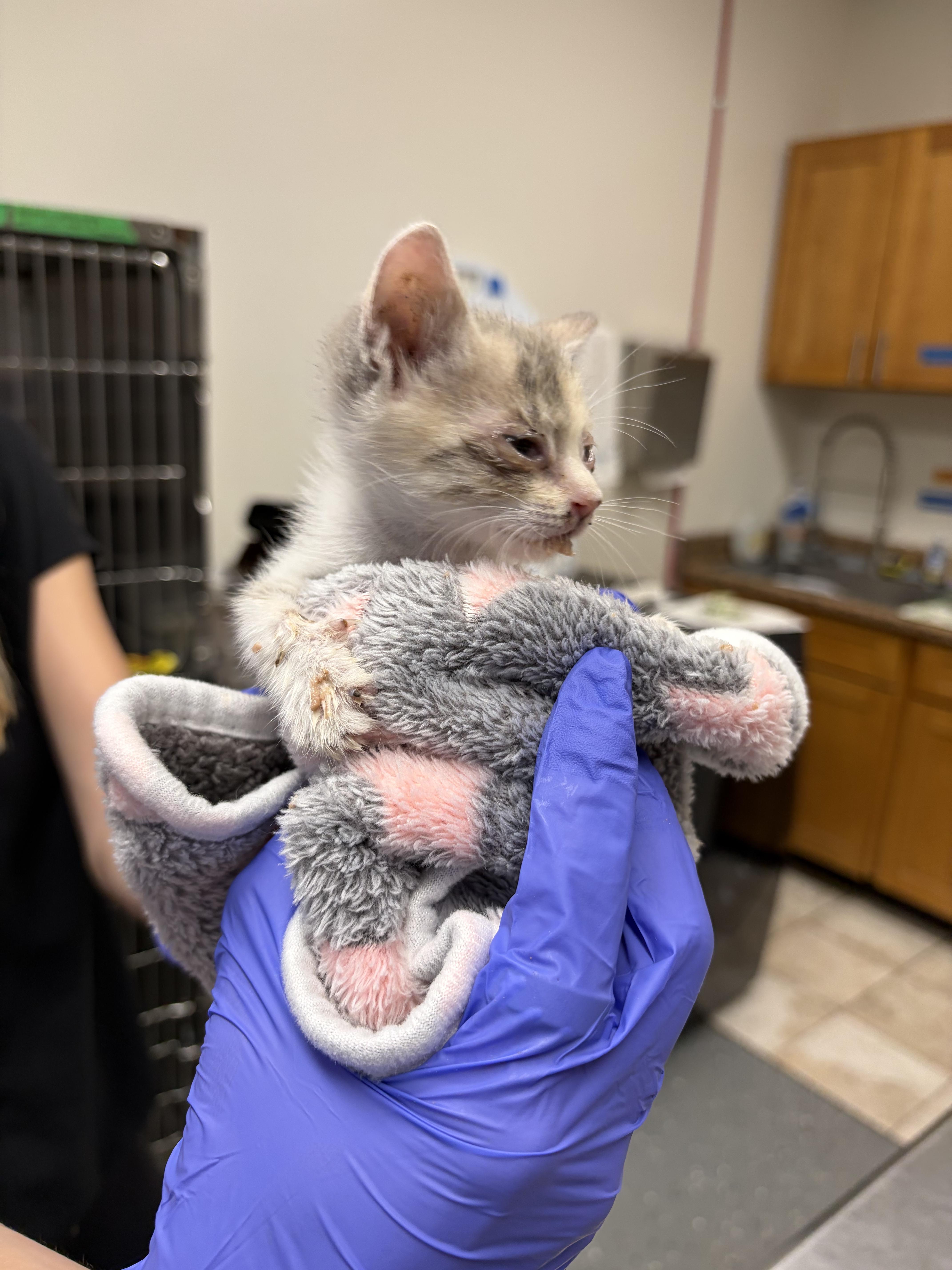 Primrose, a Adoptable Domestic Short Hair in Honolulu, HI image 6/6