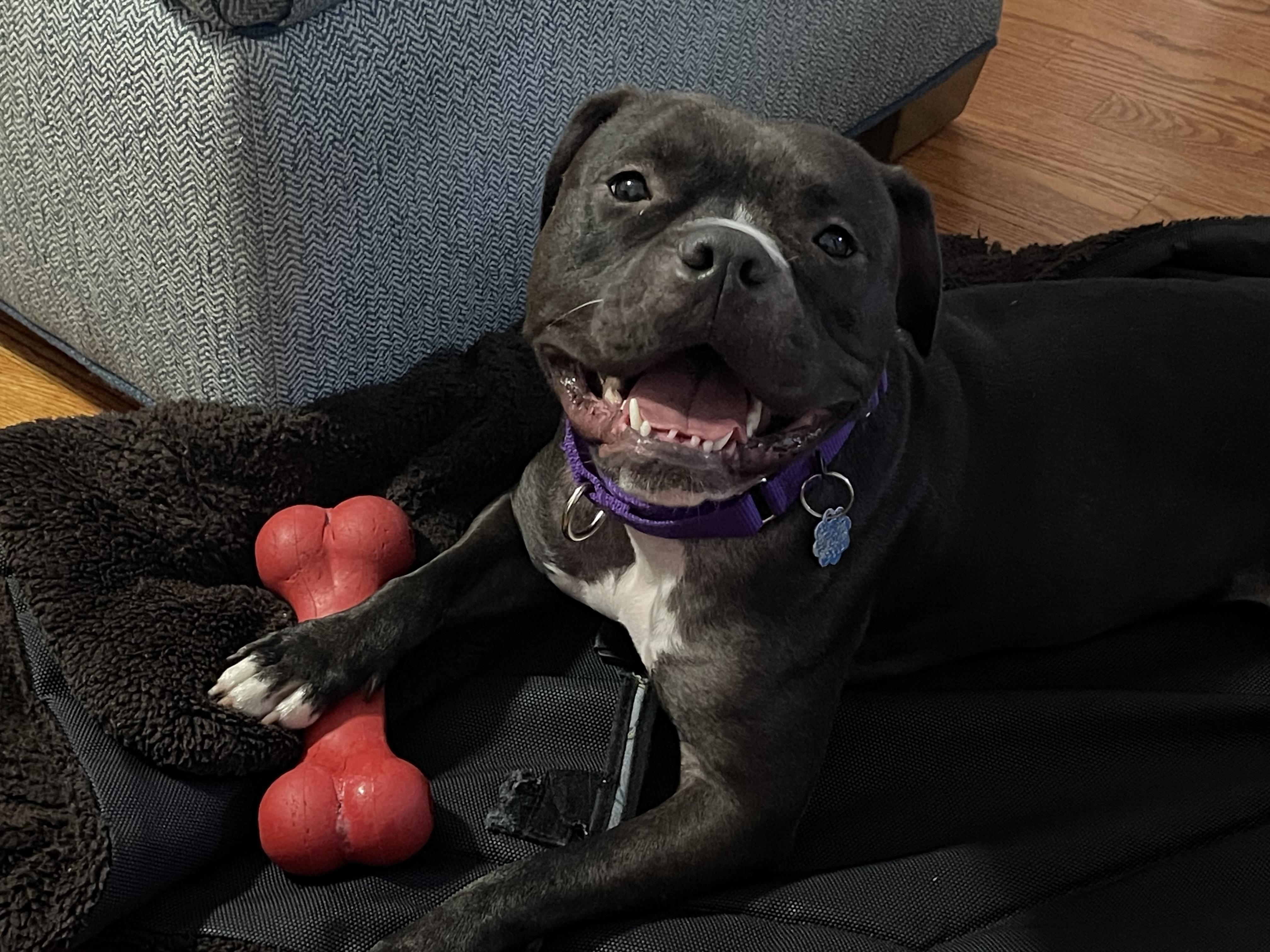 Enlarge Jessa fka Gretchen, an adoptable mixed breed in Grandy, NC image 1/6