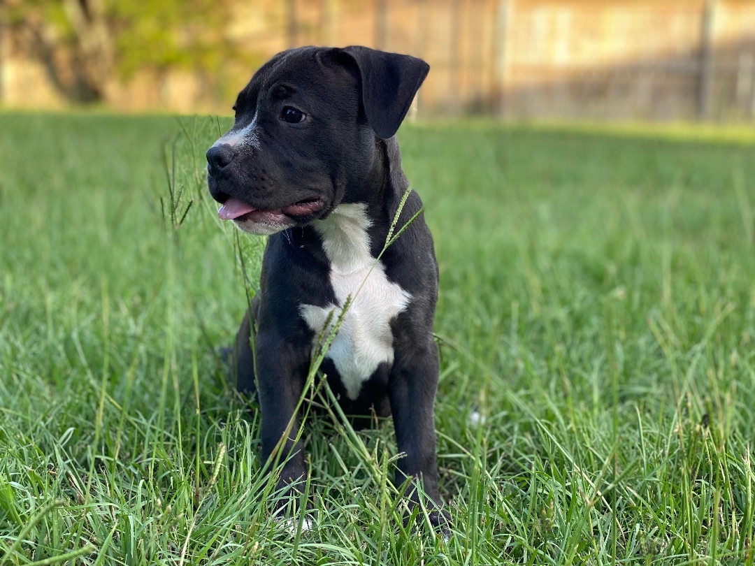 Enlarge Jessa fka Gretchen, an adoptable mixed breed in Grandy, NC image 5/6