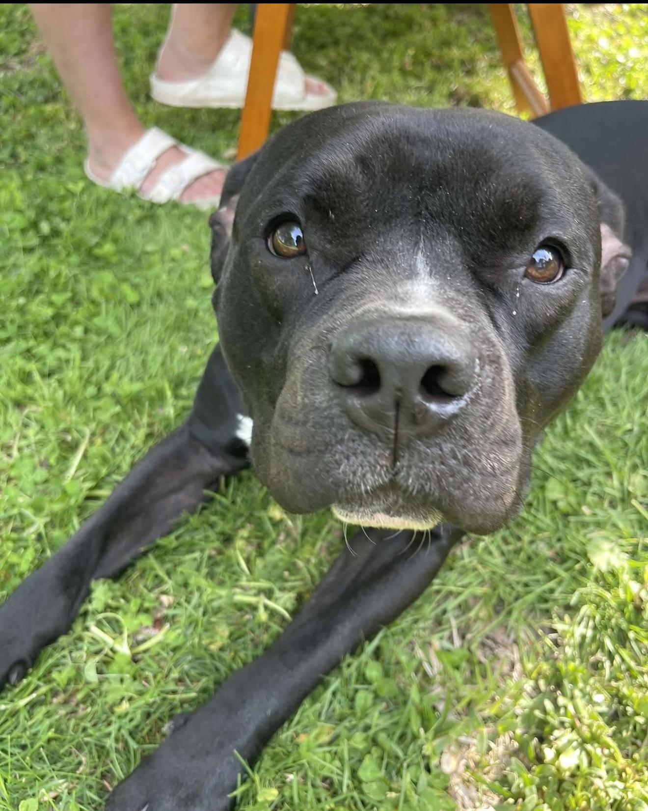 Enlarge Jessa fka Gretchen, an adoptable mixed breed in Grandy, NC image 3/6