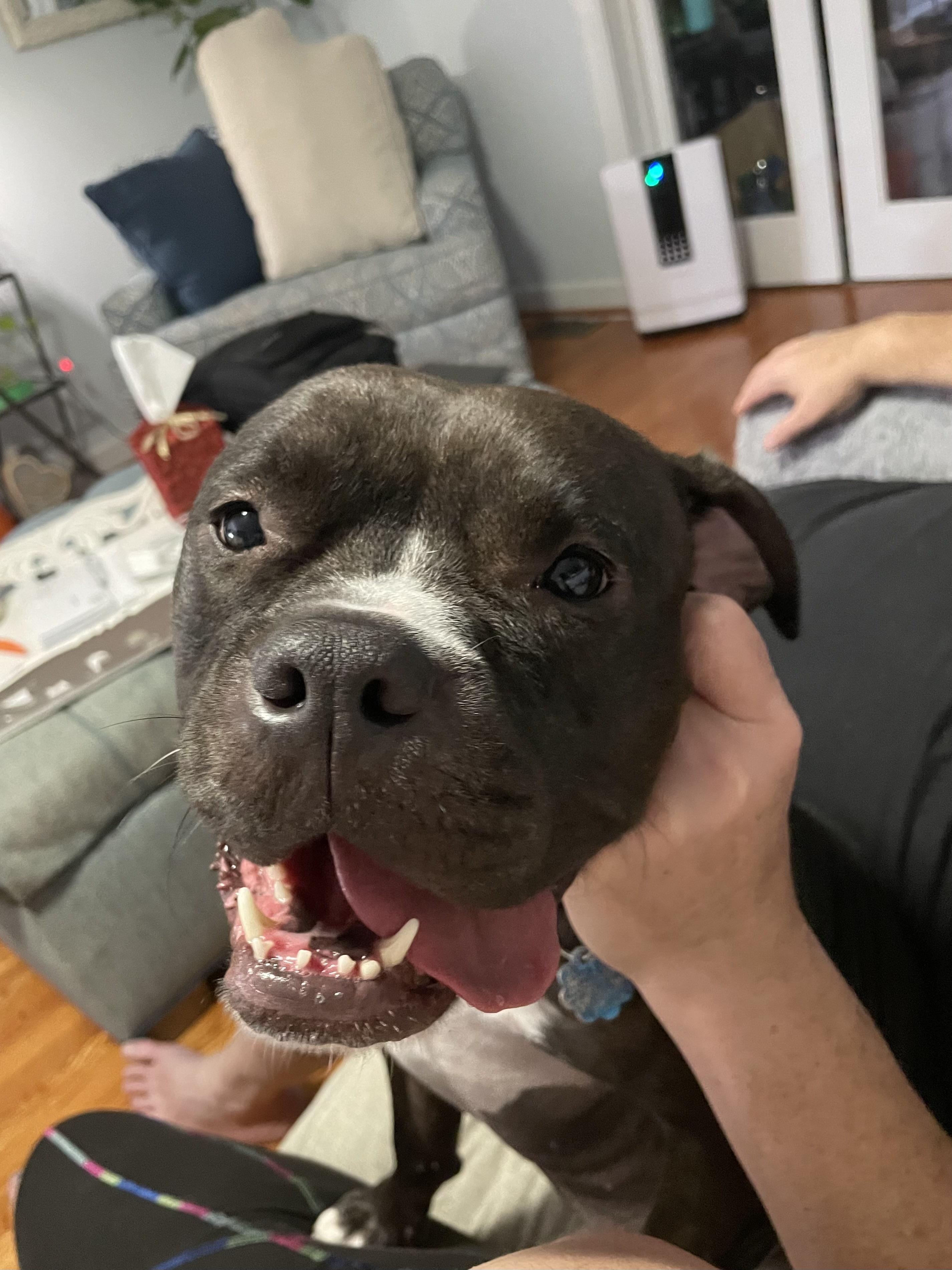 Enlarge Jessa fka Gretchen, an adoptable mixed breed in Grandy, NC image 4/6