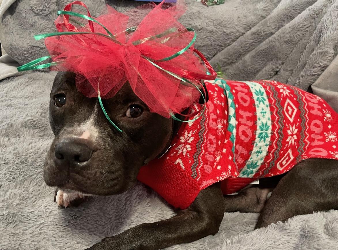 Enlarge Jessa fka Gretchen, an adoptable mixed breed in Grandy, NC image 2/6