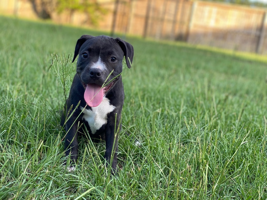 Enlarge Jessa fka Gretchen, an adoptable mixed breed in Grandy, NC image 6/6