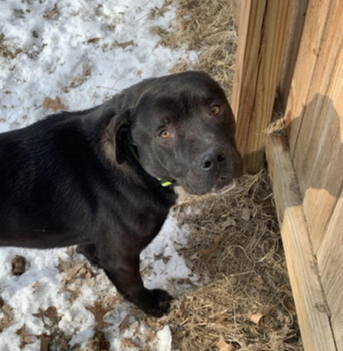 Enlarge Billy G, a ADOPTABLE Mixed Breed in Belleville, IL image 1/1