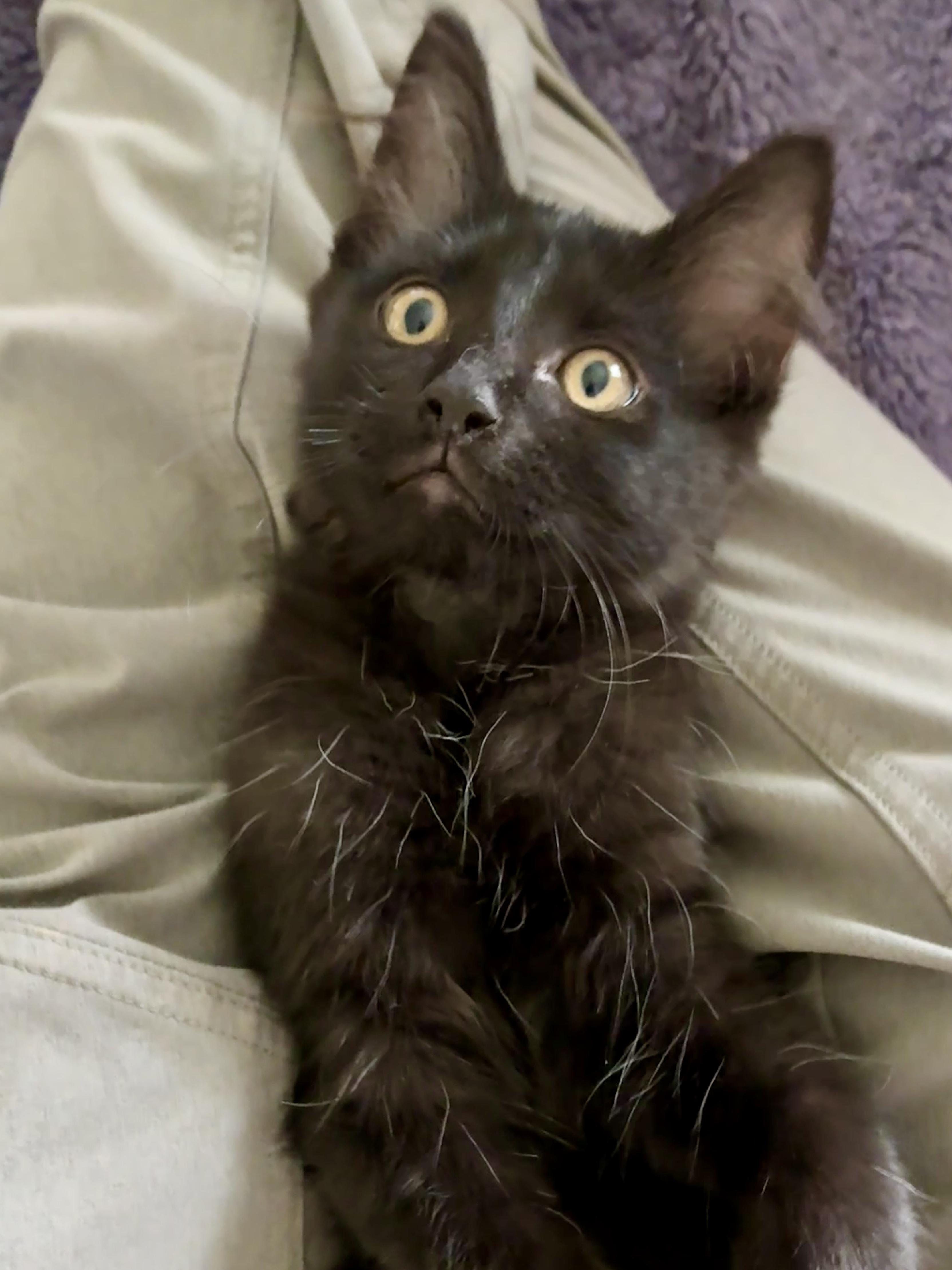 Ari, Adopted, Kitten Male Domestic Medium Hair.