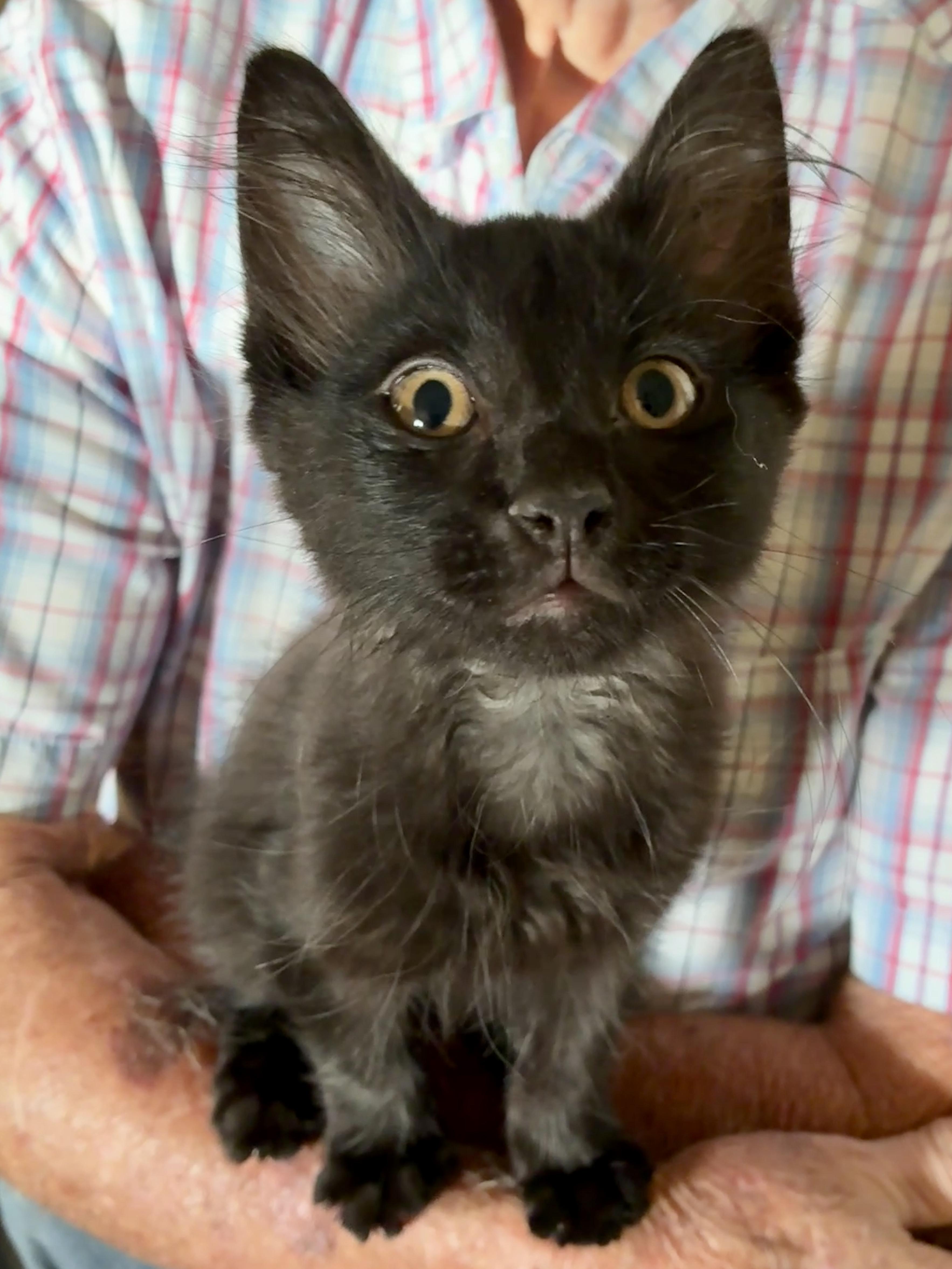 Ari, a Adopted mixed breed in Waller, TX image 2/3