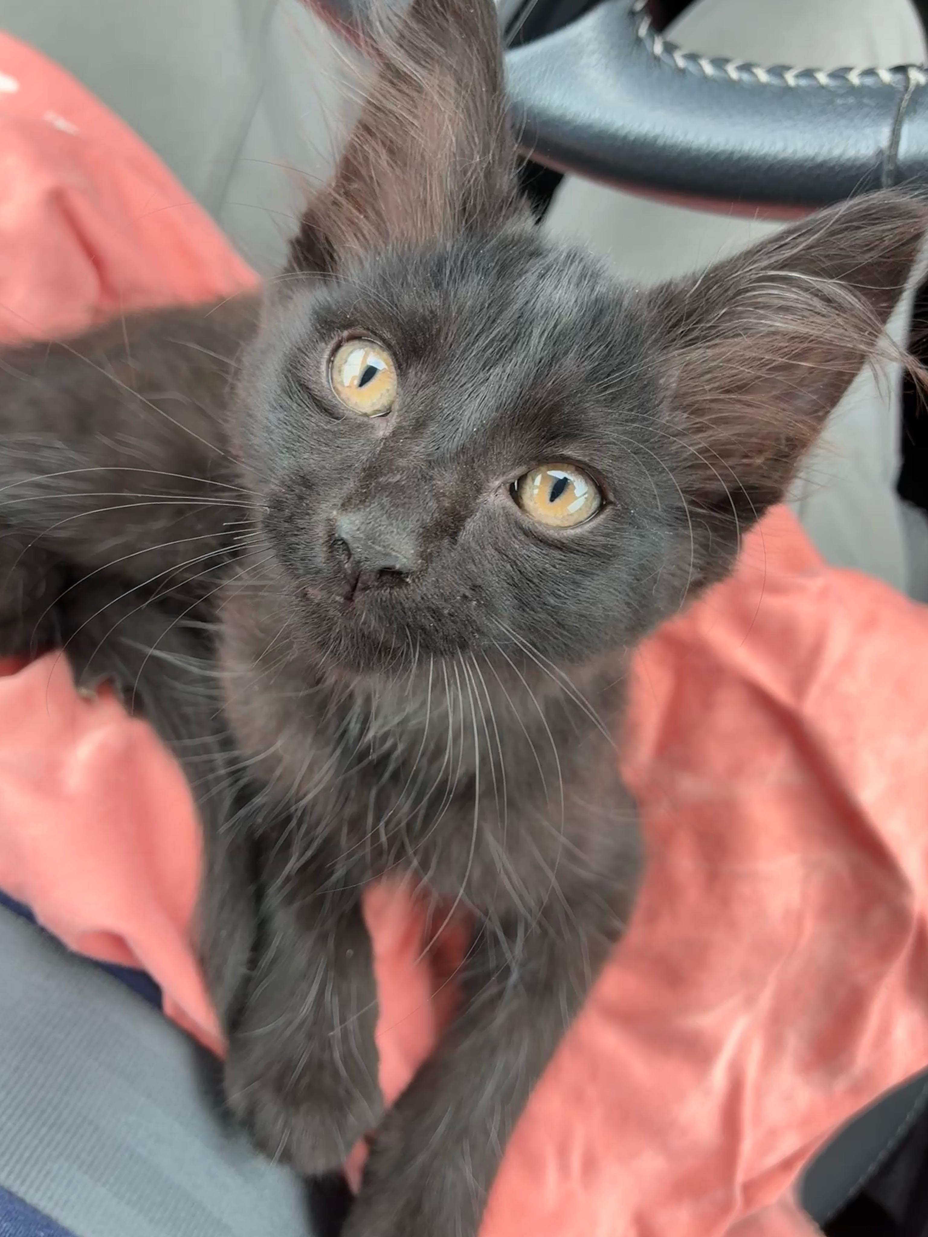 Ari, a Adopted mixed breed in Waller, TX image 3/3