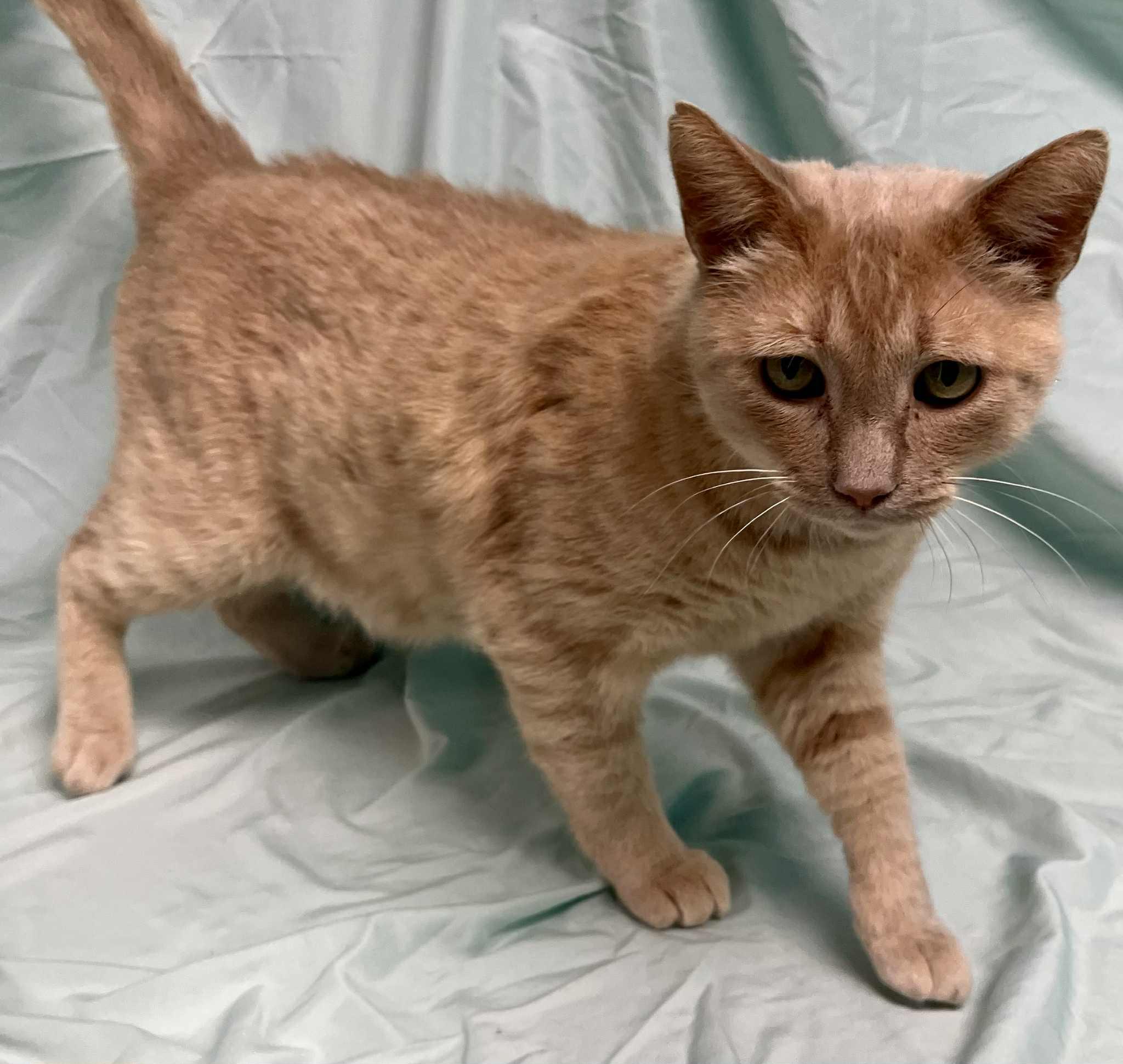 Arrax, a Adoptable Domestic Short Hair image 1/3