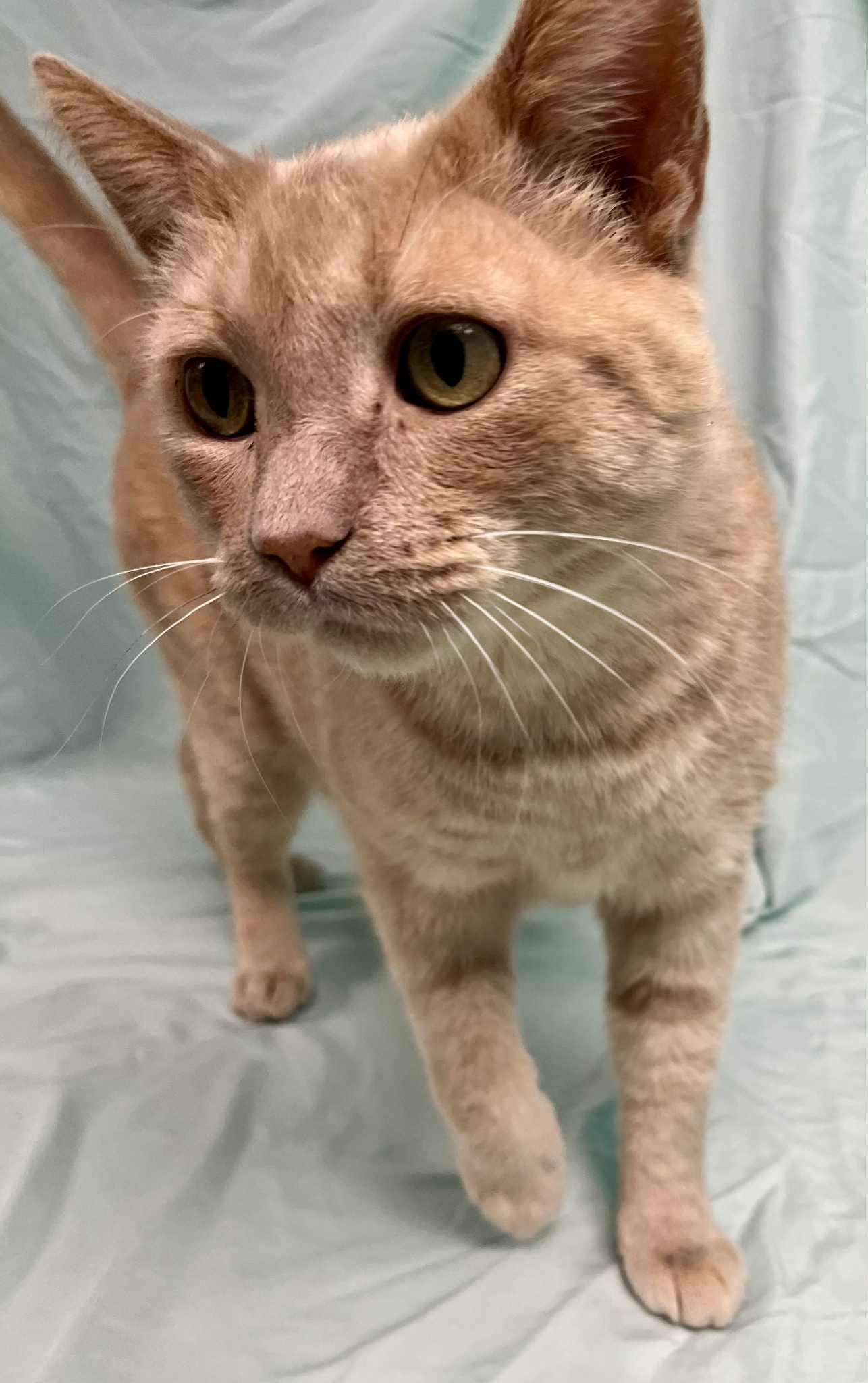 Arrax, a Adoptable Domestic Short Hair image 3/3