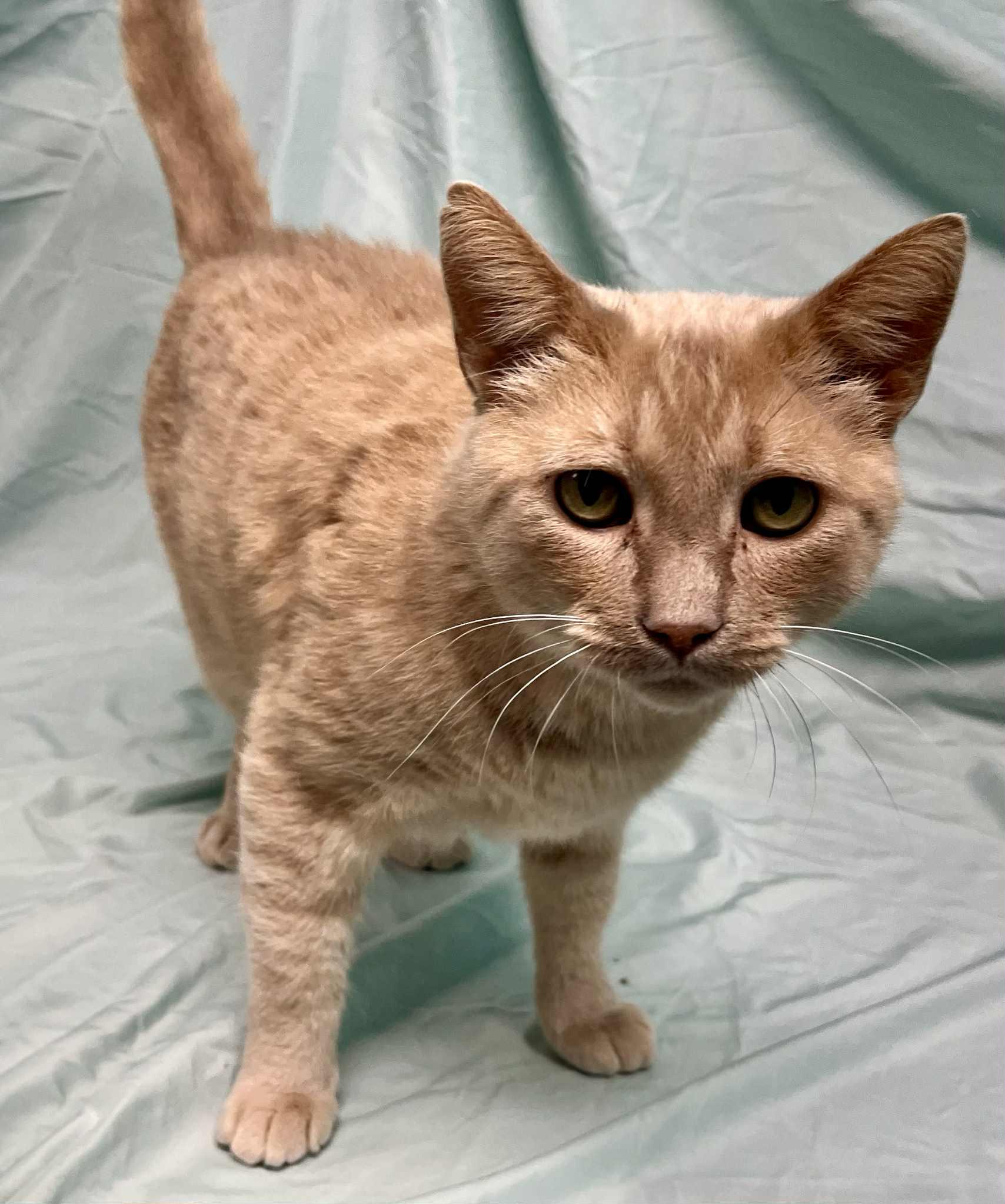 Arrax, a Adoptable Domestic Short Hair image 2/3