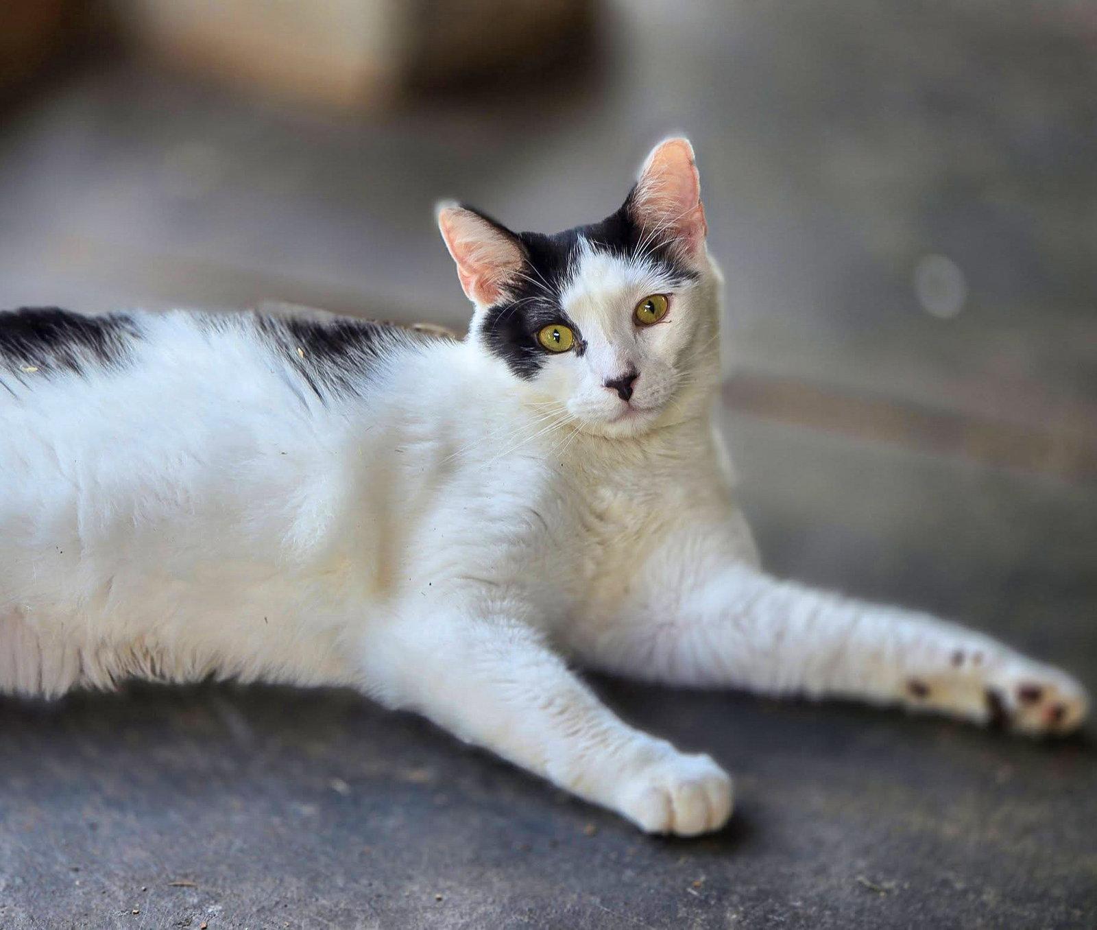 Aero, Adoptable, Young Male Domestic Short Hair.