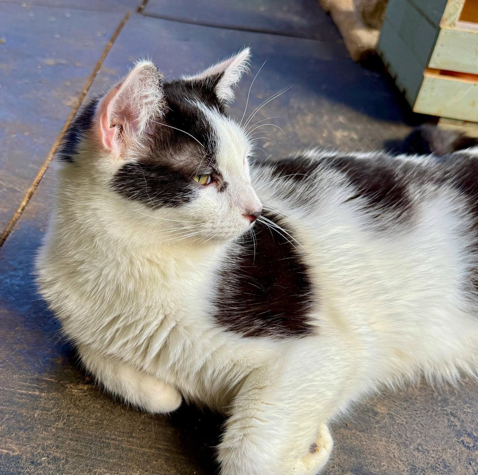Enlarge Aero, a Adoptable Domestic Short Hair in Flint Hill, VA image 3/3
