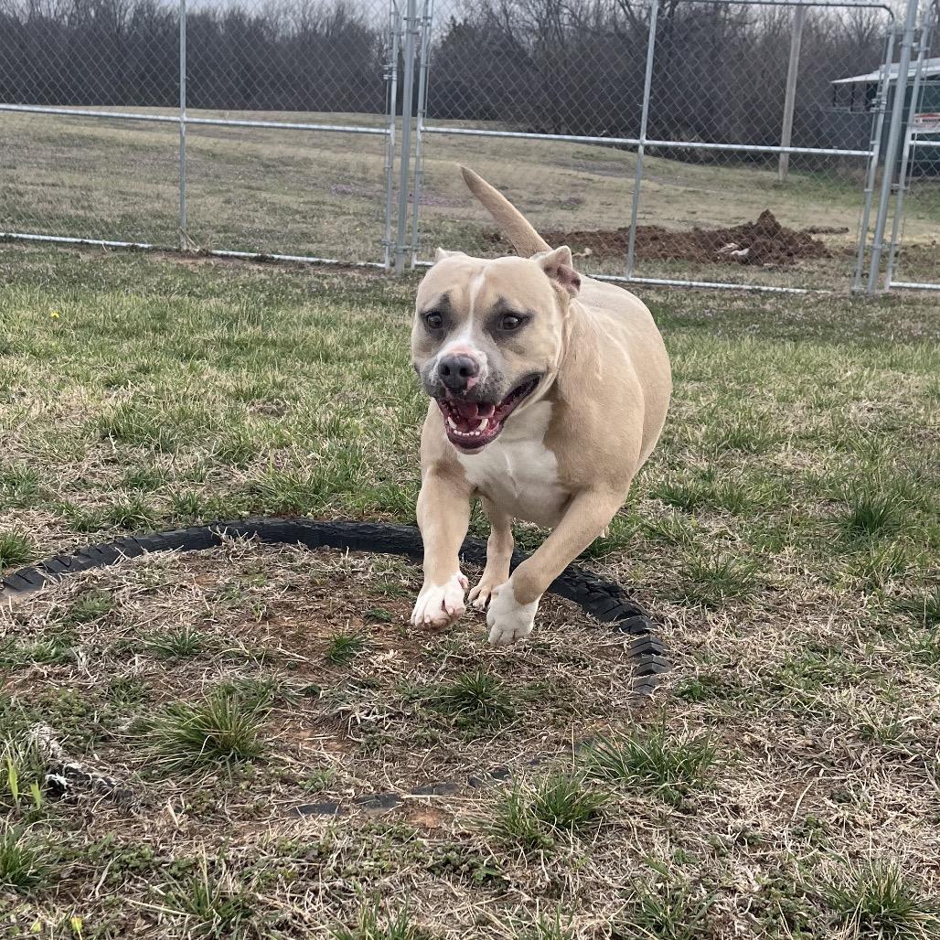 Sasha, Adoptable, Adult Female Mixed Breed.