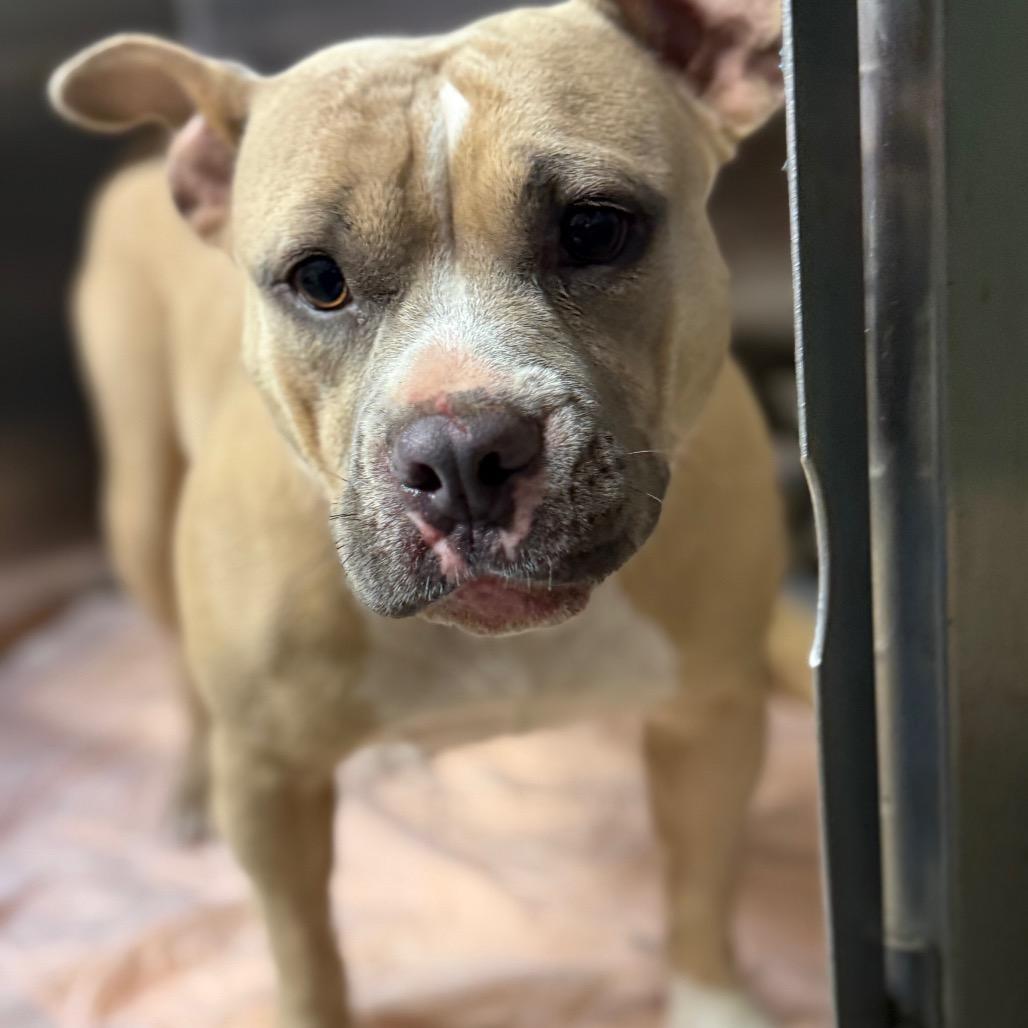 Sasha, Adoptable, Adult Female Mixed Breed.