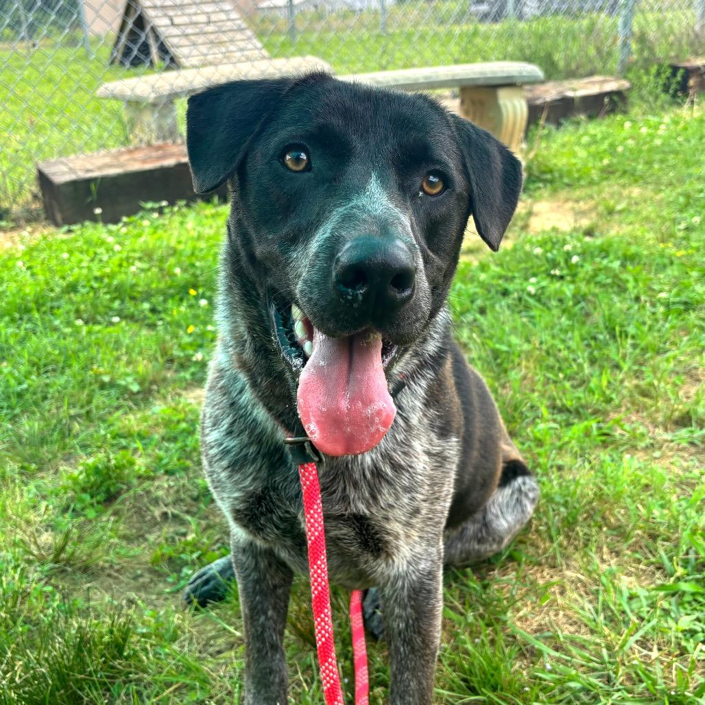 Samwise, Adoptable, Adult Male Pointer & Mixed Breed.