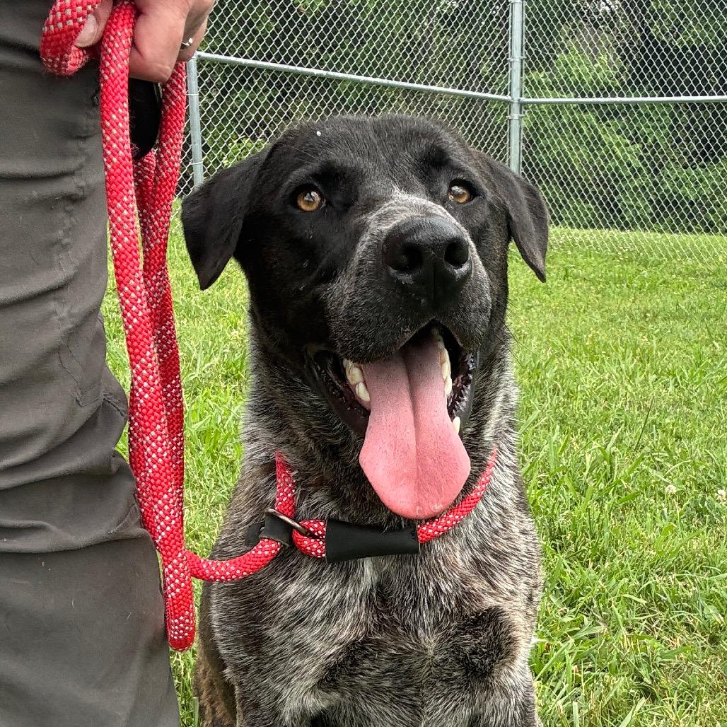Enlarge Samwise, a Adoptable mixed breed in Smithville, TN image 2/6