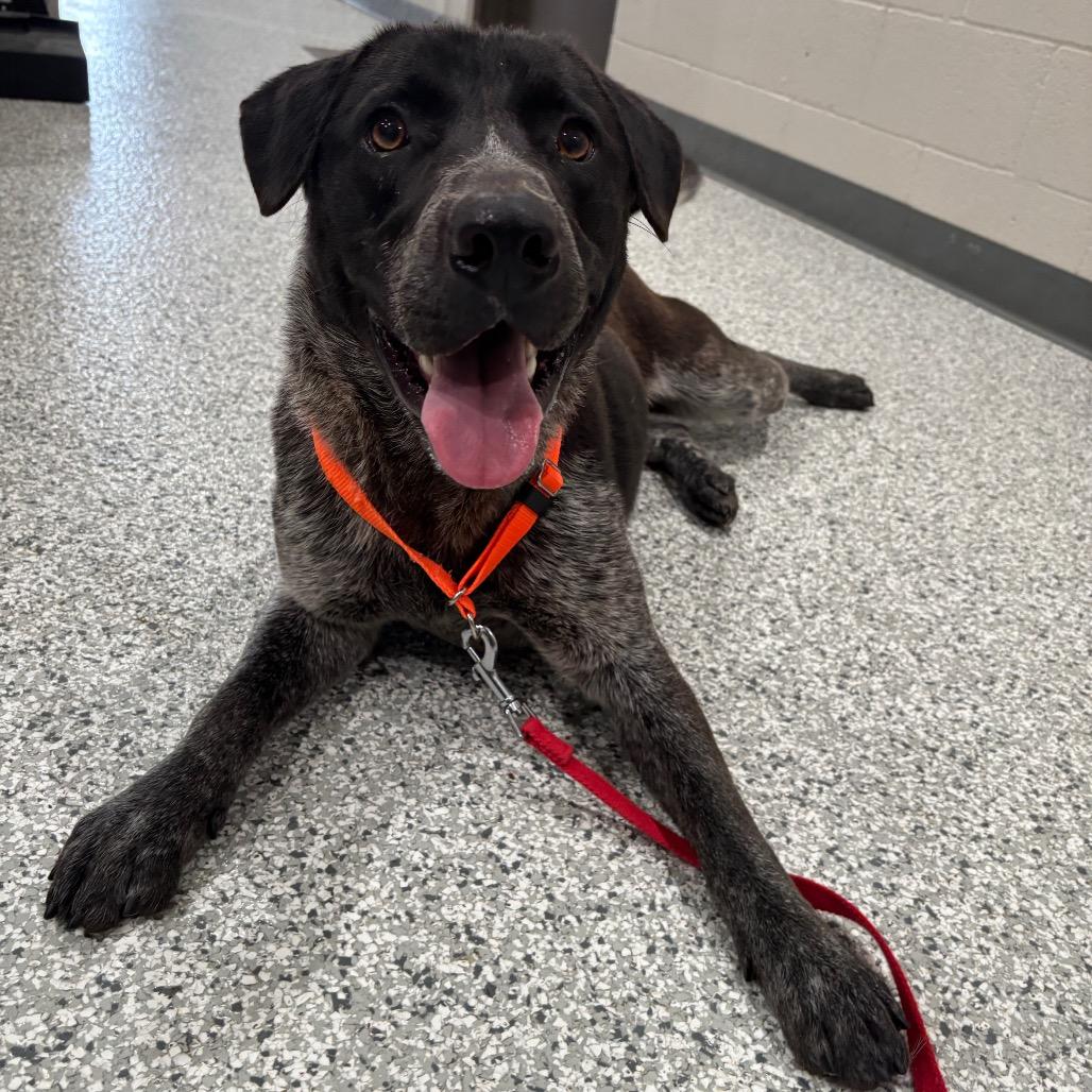 Enlarge Samwise, a Adoptable mixed breed in Smithville, TN image 3/6