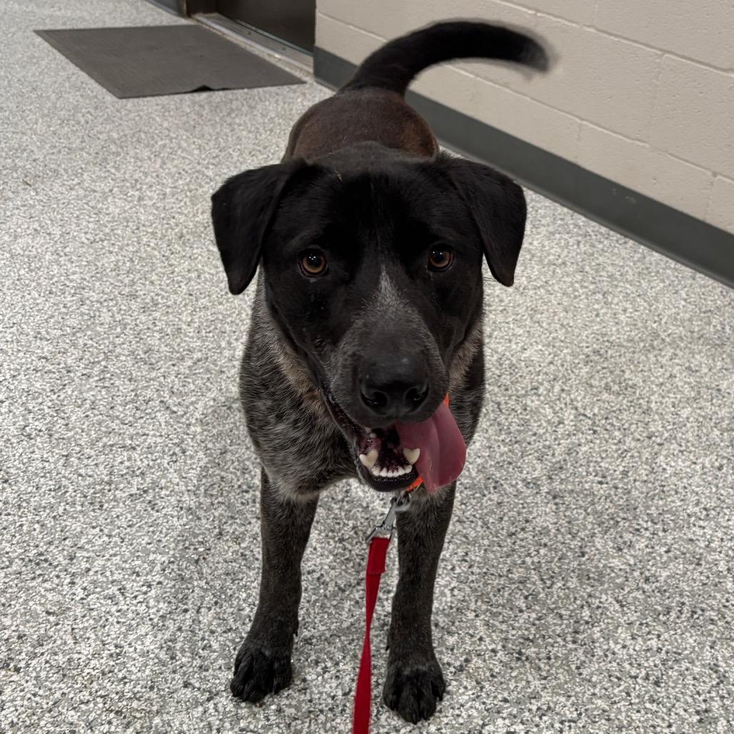 Enlarge Samwise, a Adoptable mixed breed in Smithville, TN image 4/6