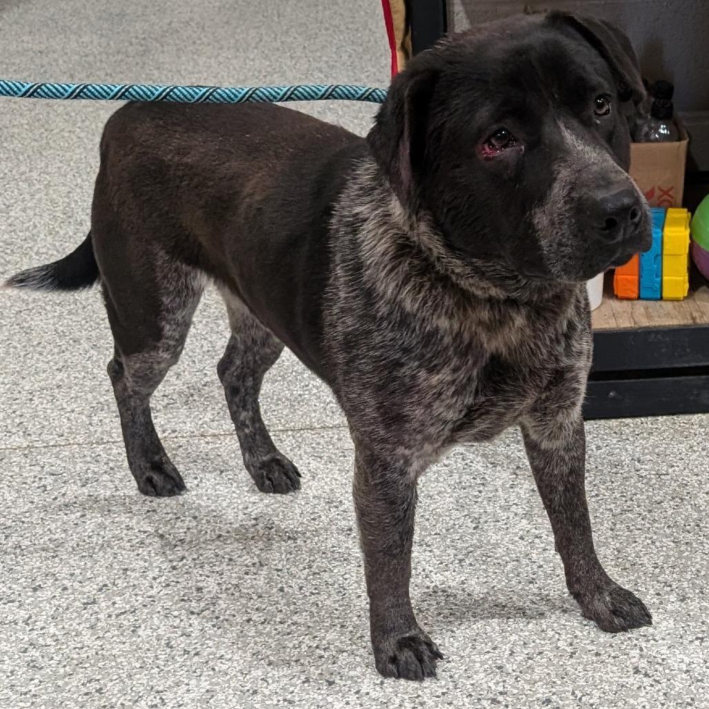 Enlarge Samwise, a Adoptable mixed breed in Smithville, TN image 6/6