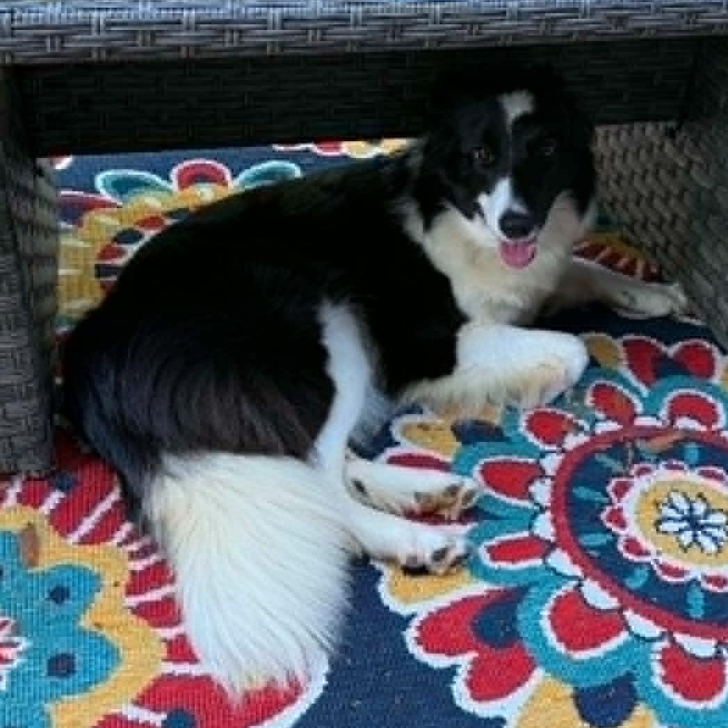 Fiona, a ADOPTABLE Border Collie in Penfield, NY image 4/6