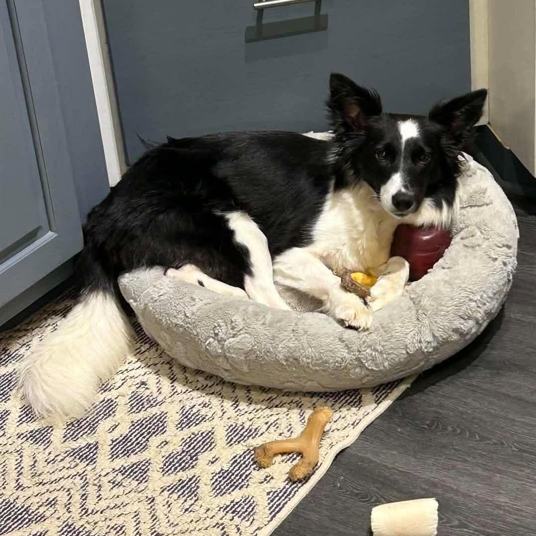 Enlarge Fiona, a Adoptable Border Collie in Rochester, NY image 2/6