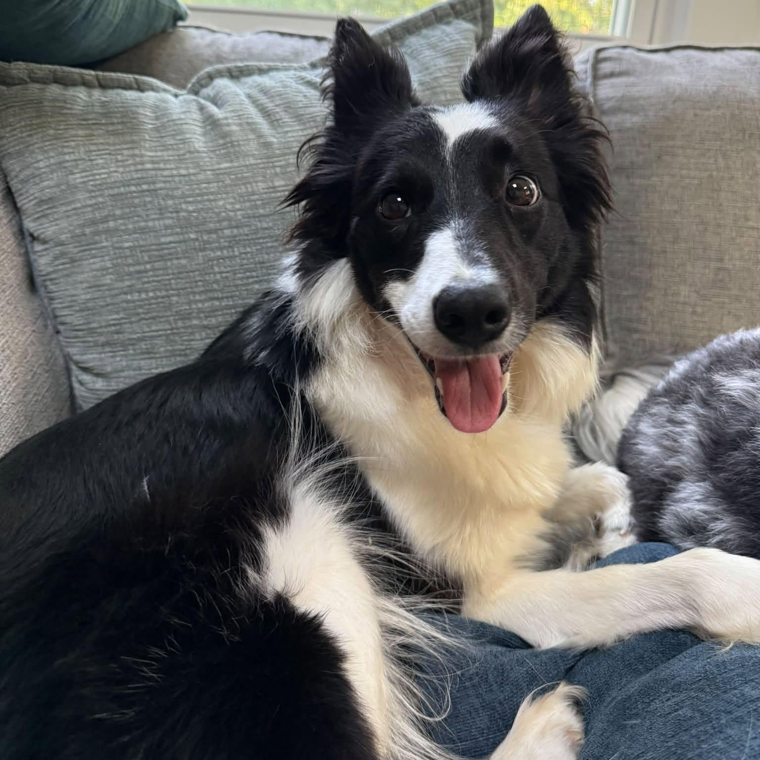 Fiona, ADOPTABLE, Adult Female Border Collie.