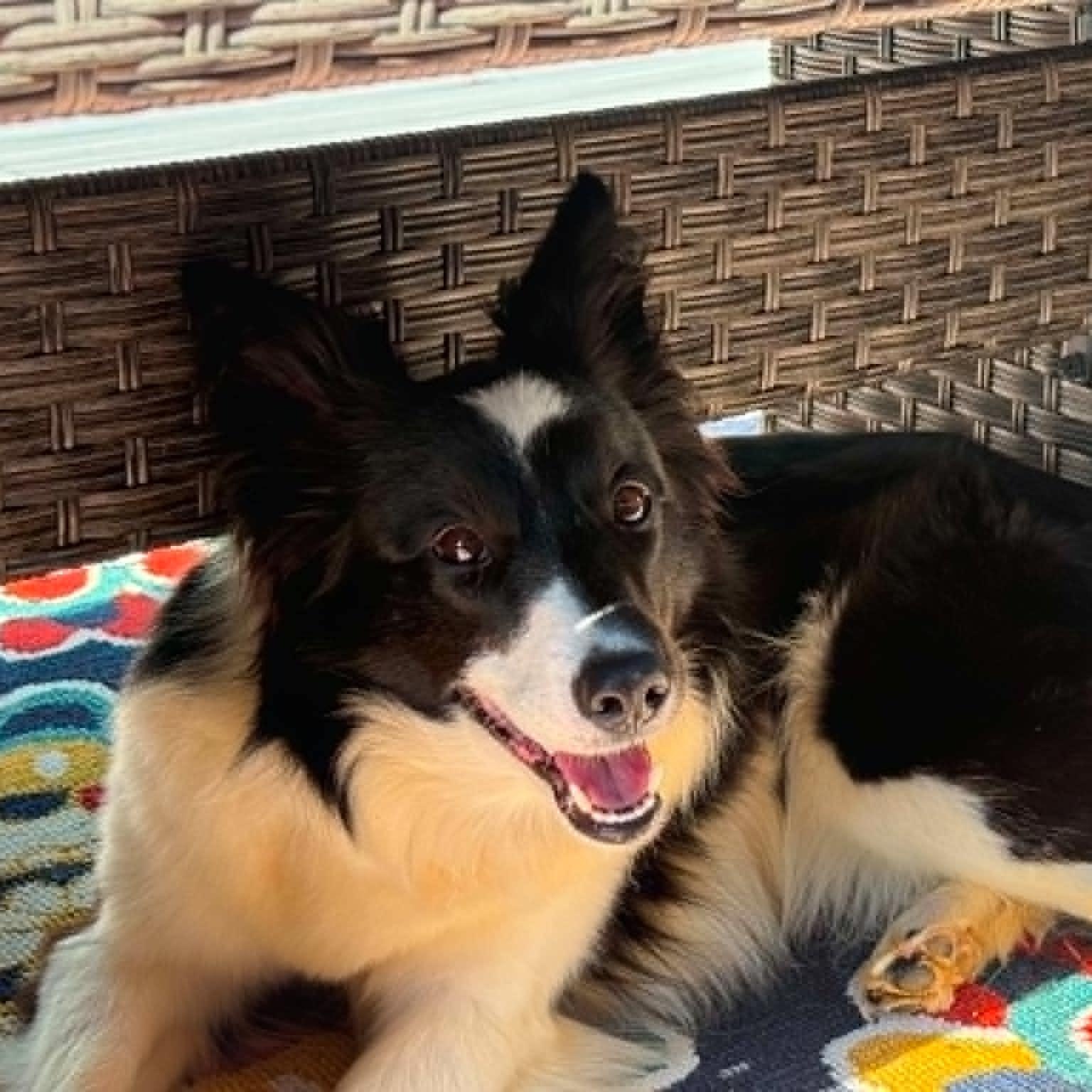 Fiona, a ADOPTABLE Border Collie in Penfield, NY image 3/6