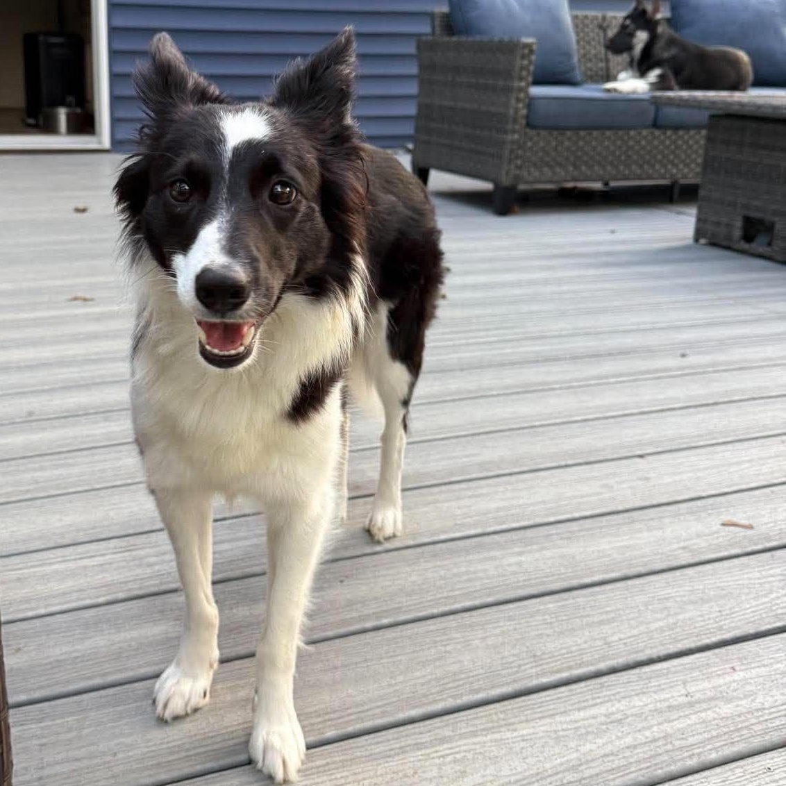 Enlarge Fiona, a Adoptable Border Collie in Rochester, NY image 1/6