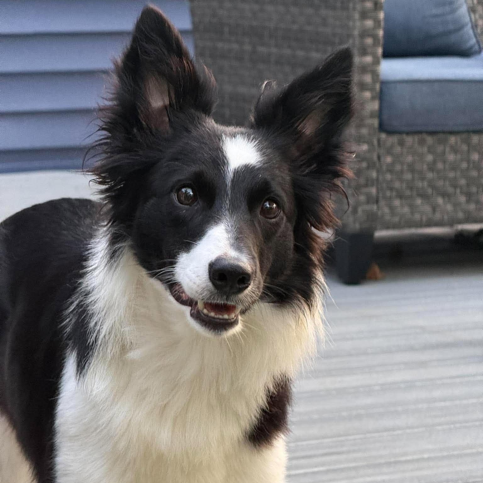 Enlarge Fiona, a Adoptable Border Collie in Rochester, NY image 3/6