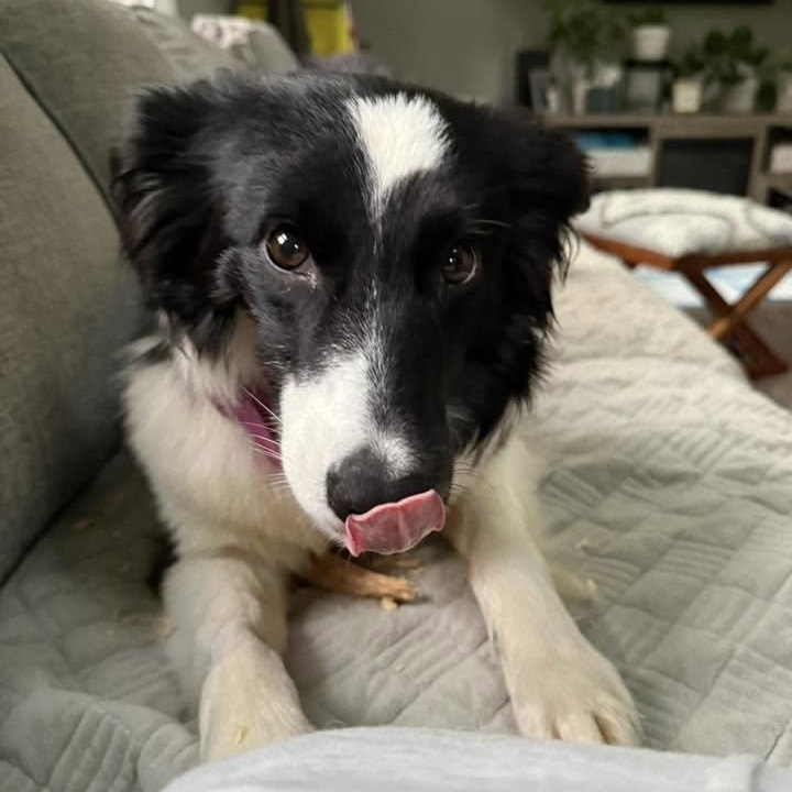 Fiona, a ADOPTABLE Border Collie in Penfield, NY image 6/6