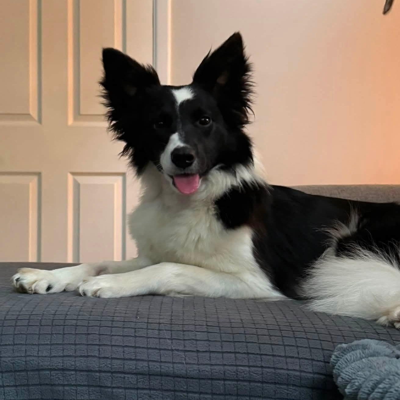 Fiona, a ADOPTABLE Border Collie in Penfield, NY image 2/6