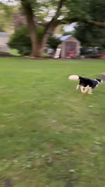Enlarge Fiona, a Adoptable Border Collie in Rochester, NY video 6/6