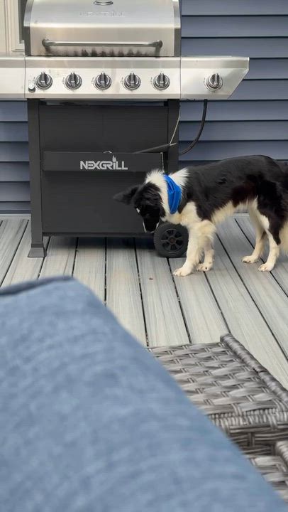 Enlarge Fiona, a ADOPTABLE Border Collie in Penfield, NY video 5/6