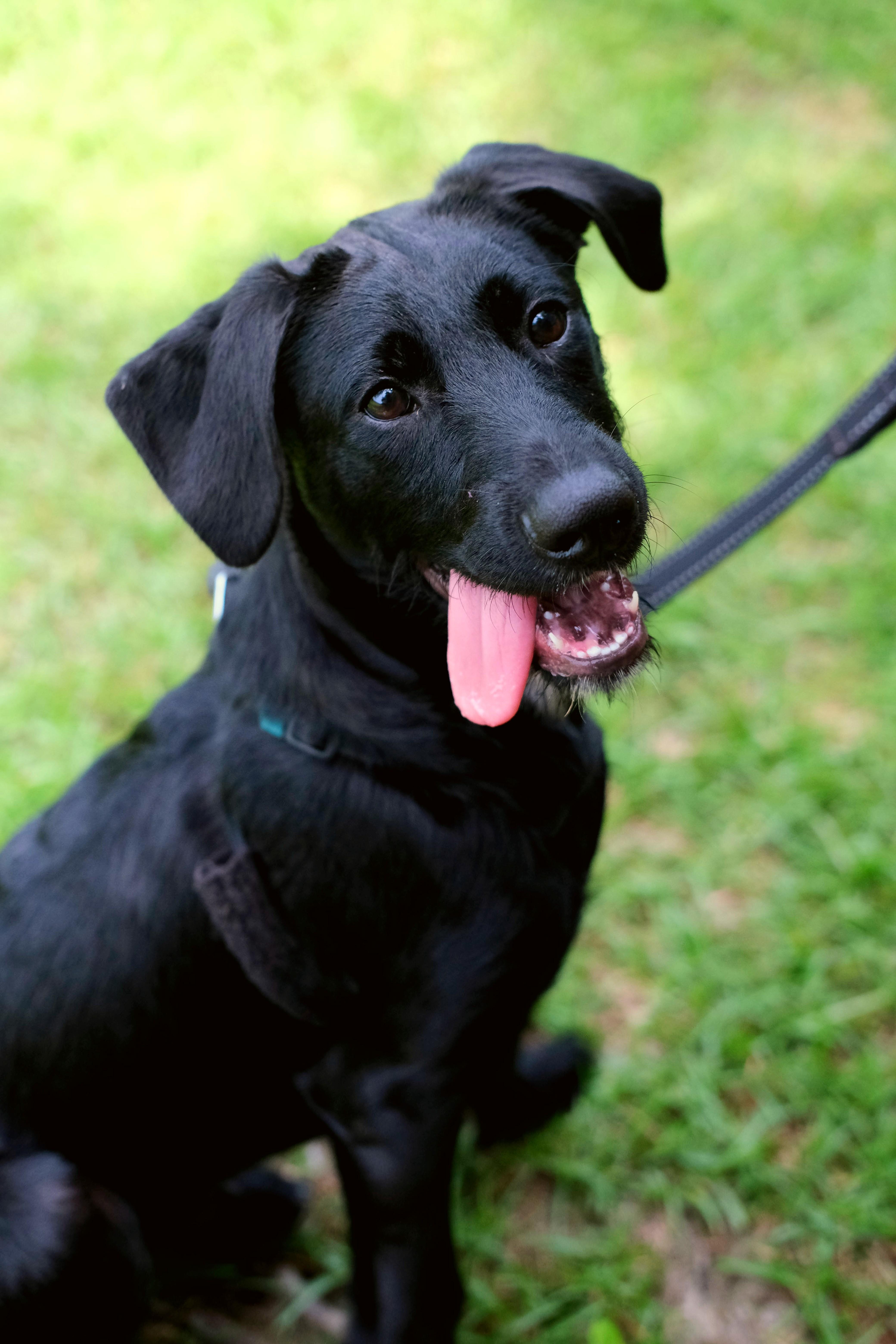 Falcon, a Adoptable mixed breed in Winnabow, NC image 1/2