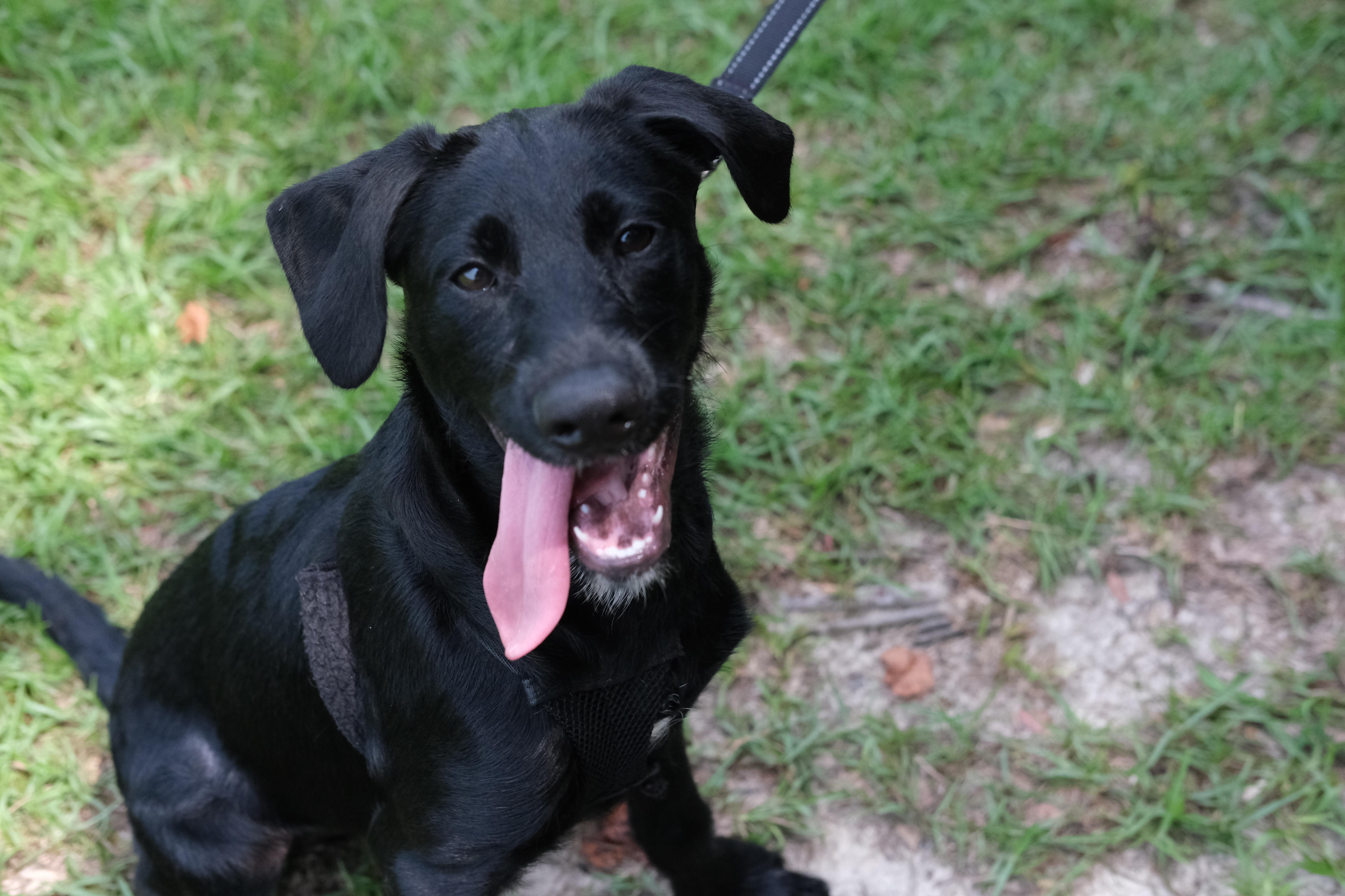 Falcon, a Adoptable mixed breed in Winnabow, NC image 2/2