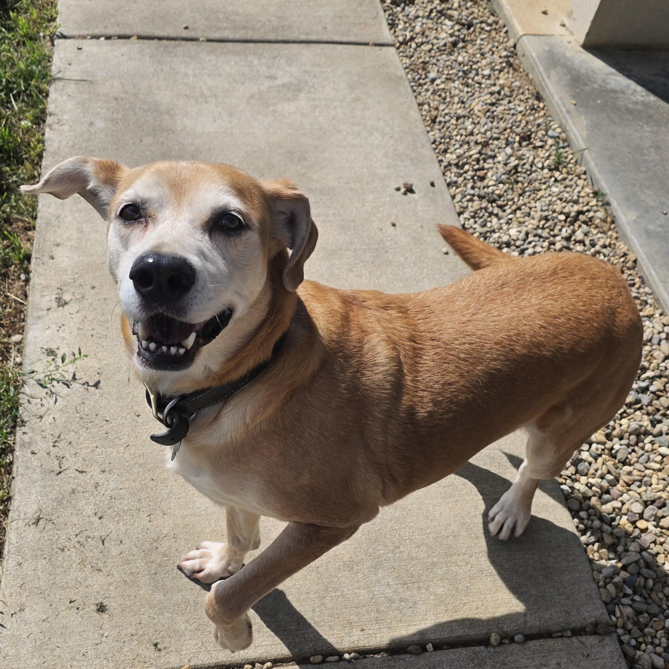 Chase, Adoptable, Adult Male Yellow Labrador Retriever.