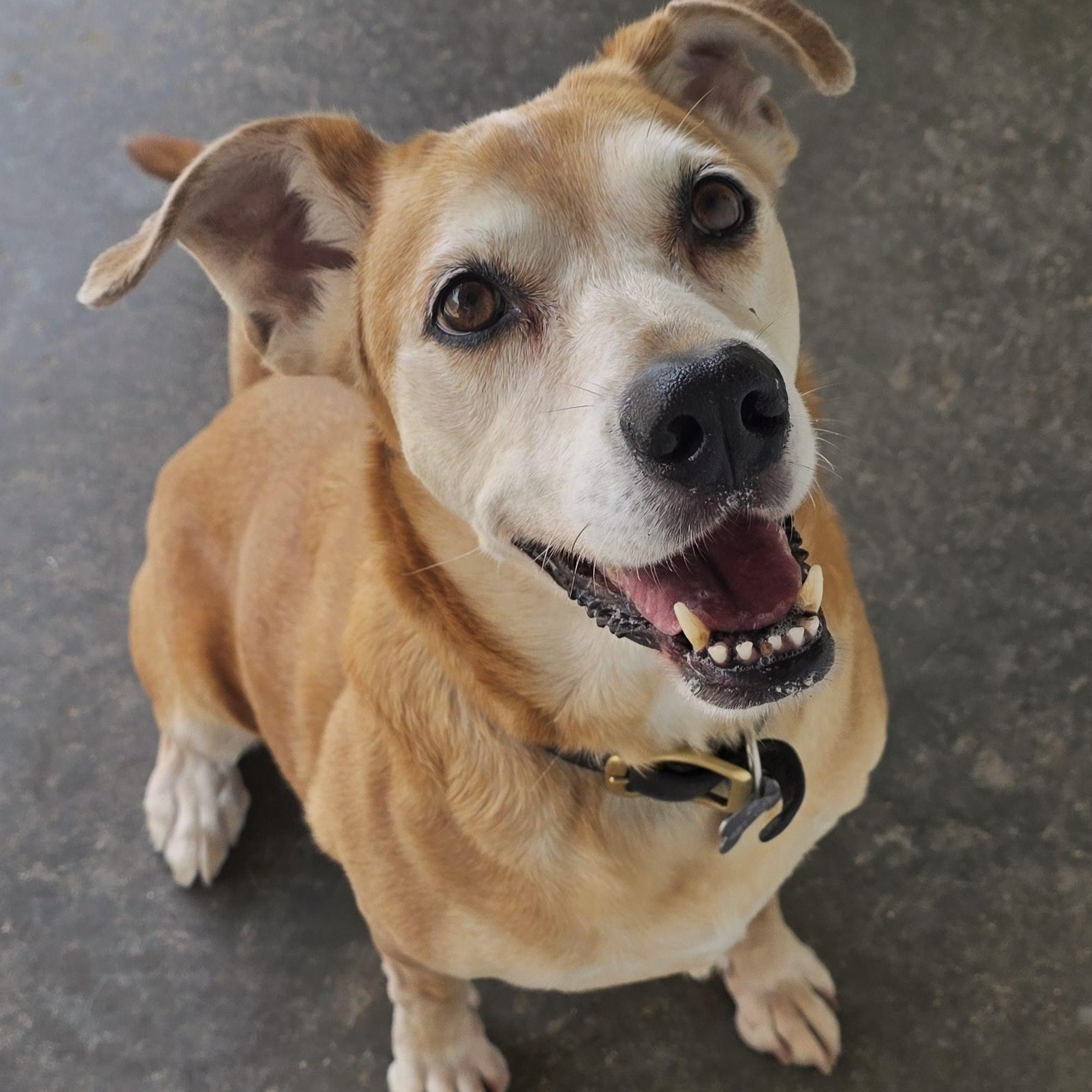 Enlarge Chase, a Adoptable mixed breed in Springfield, IL image 2/3