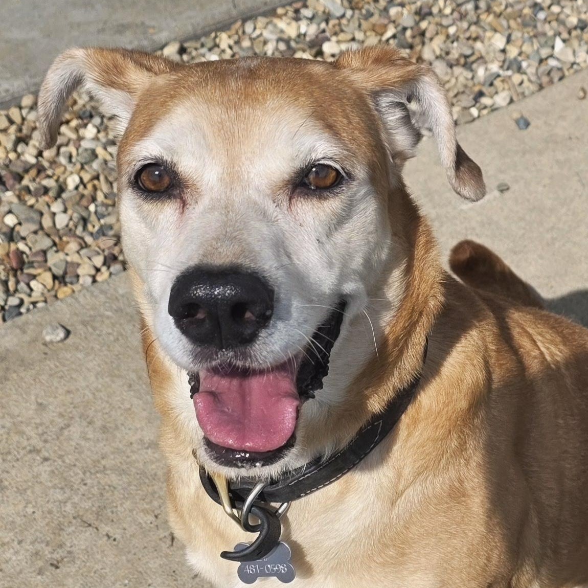 Enlarge Chase, a Adoptable mixed breed in Springfield, IL image 3/3