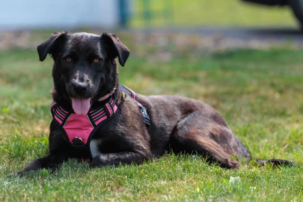 Anna, Adoptable, Young Female Mixed Breed.
