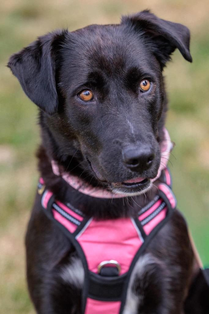 Anna, a Adoptable mixed breed in Savage, MN image 2/5