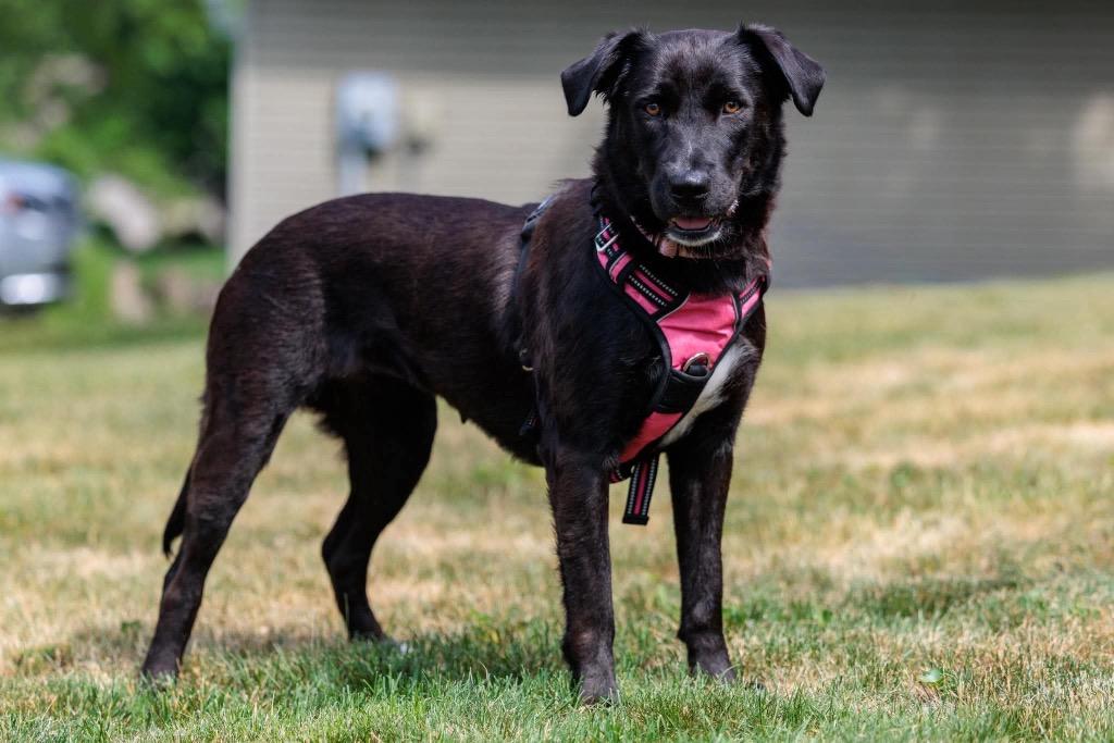 Anna, a Adoptable mixed breed in Savage, MN image 3/5